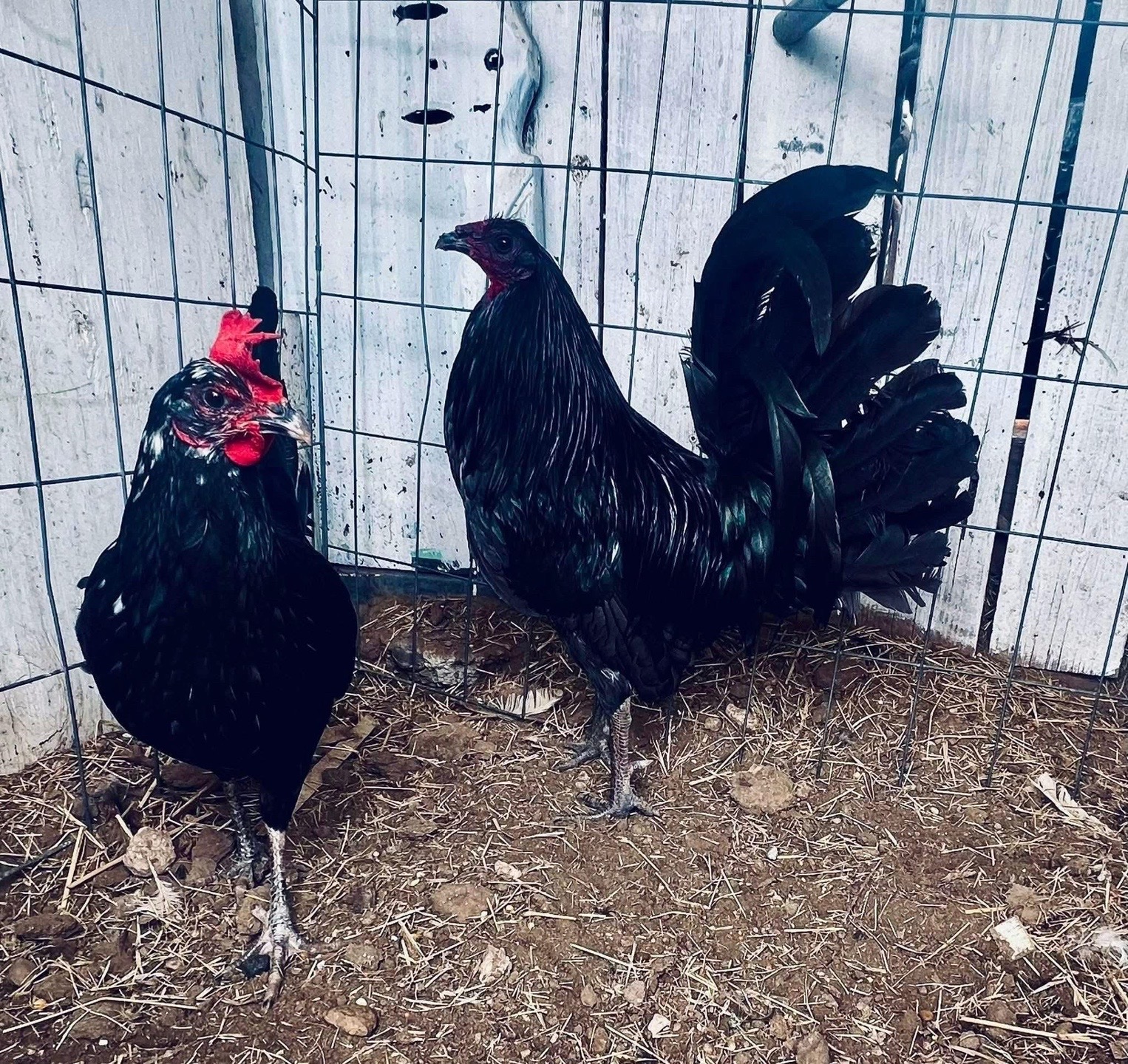 @Venturas mug gamefowl