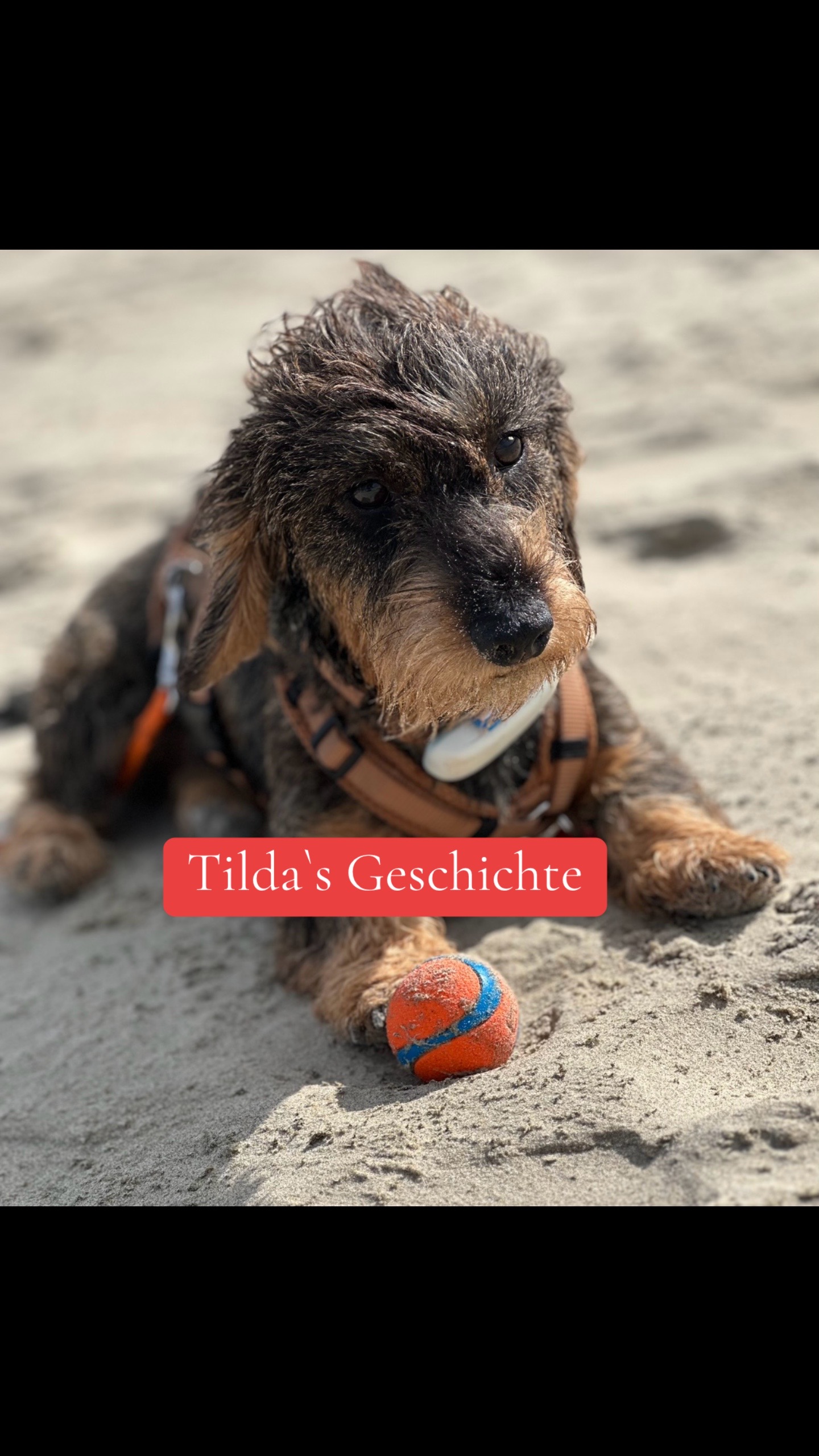 @Ichsch&uuml;tzekinderundtiere
