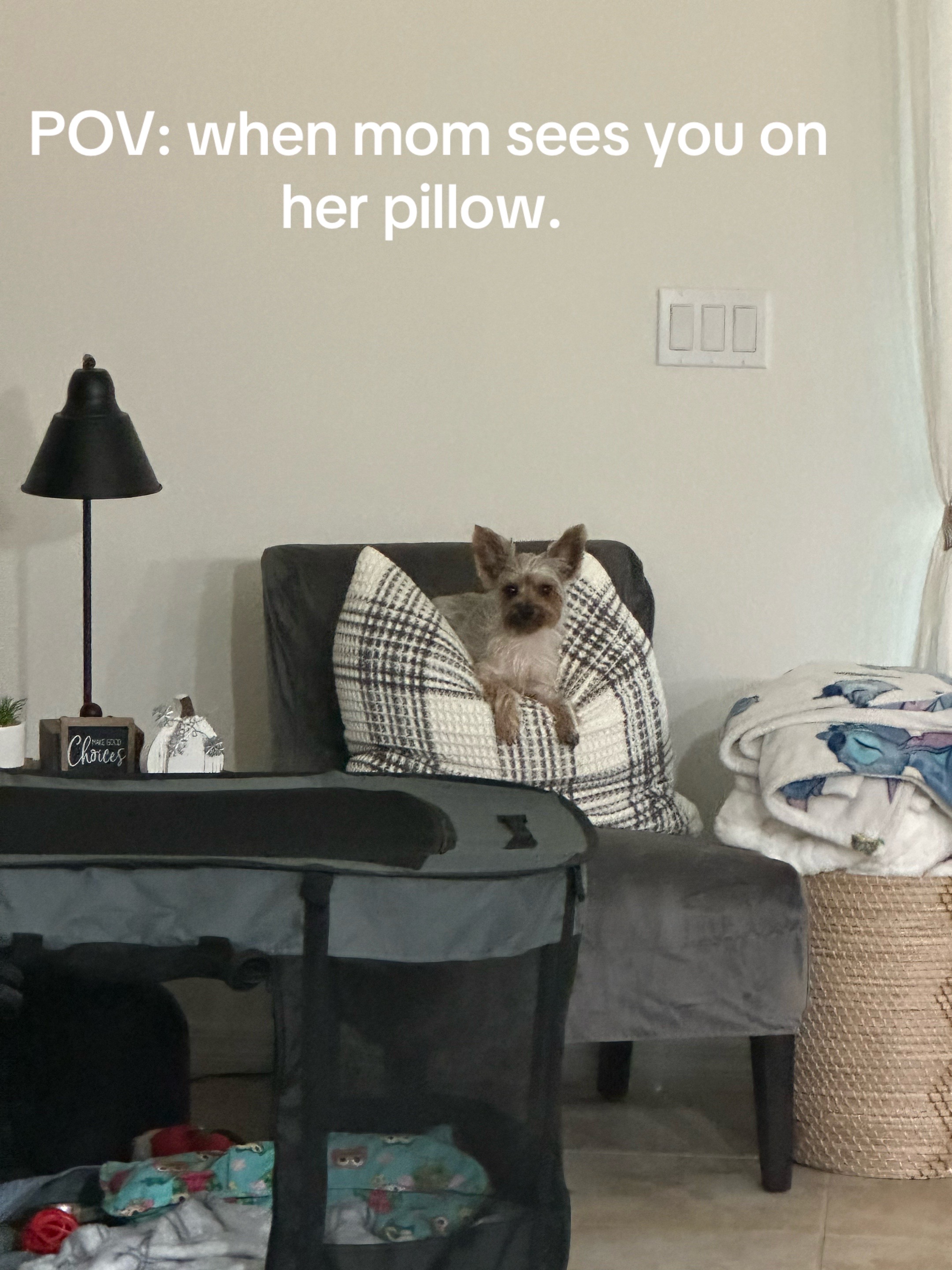 @Penny the Yorkie