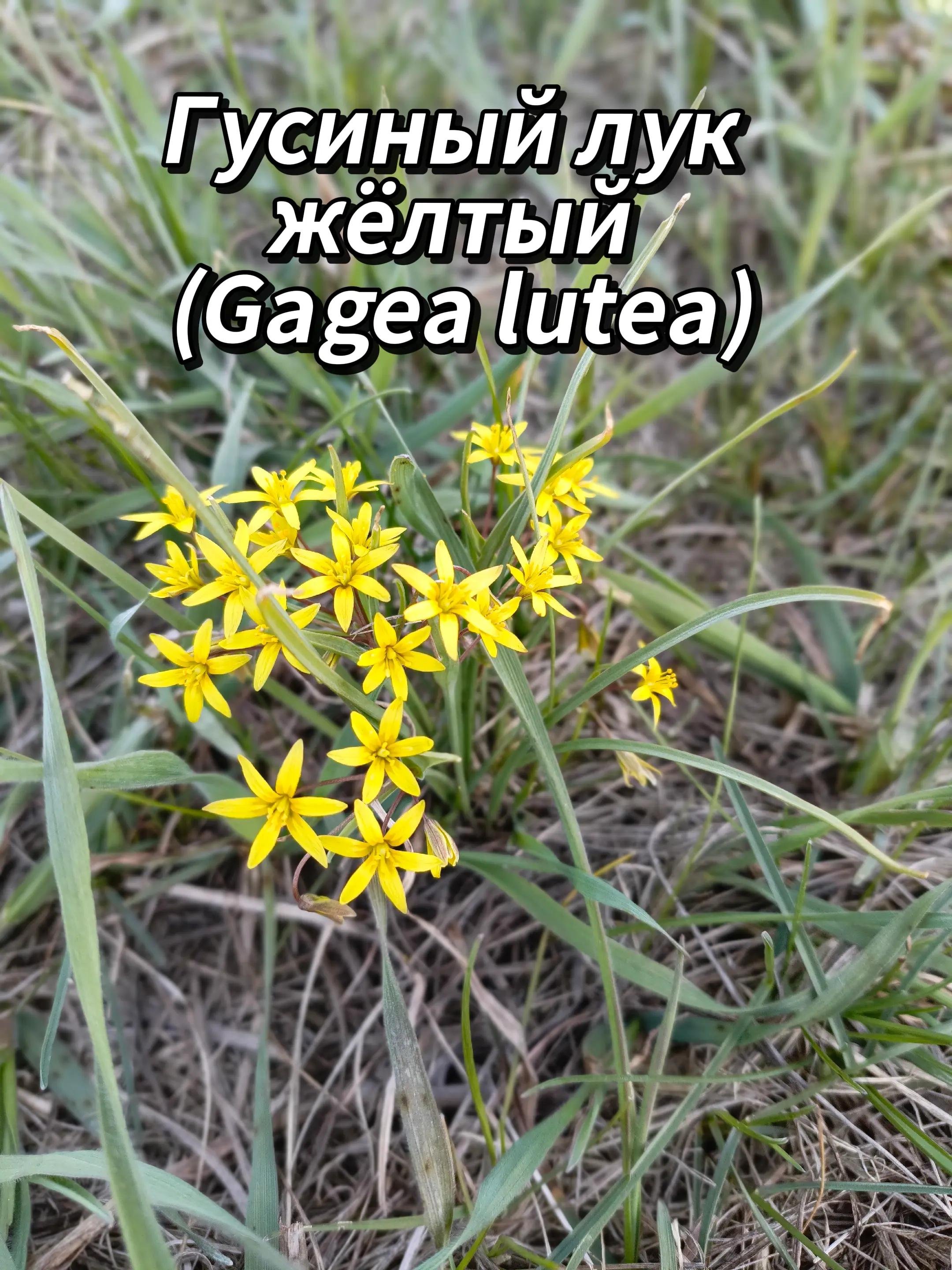 @🍃Зелёный шифр🍃