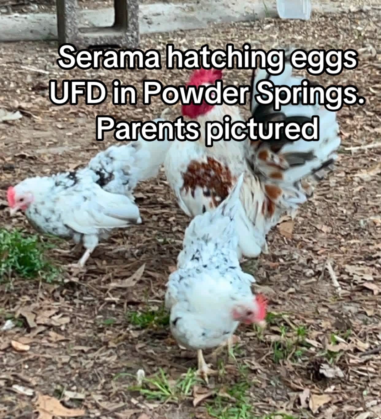 @Matthew’s Feathered Farm