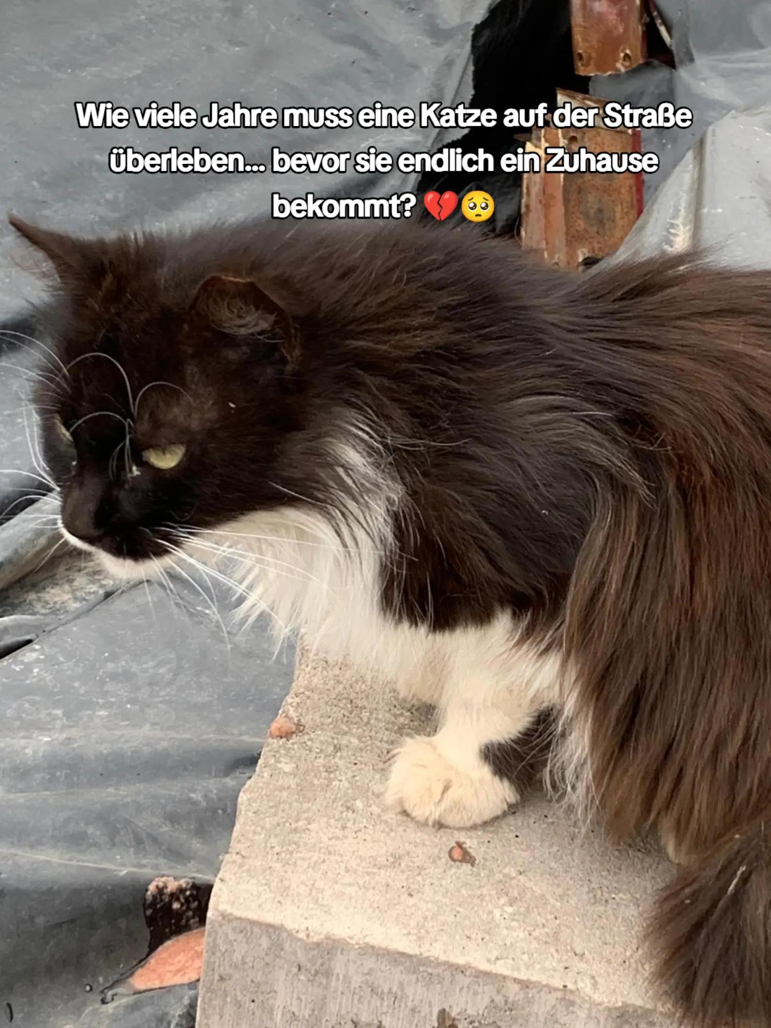 @Katzenblicke e.V.