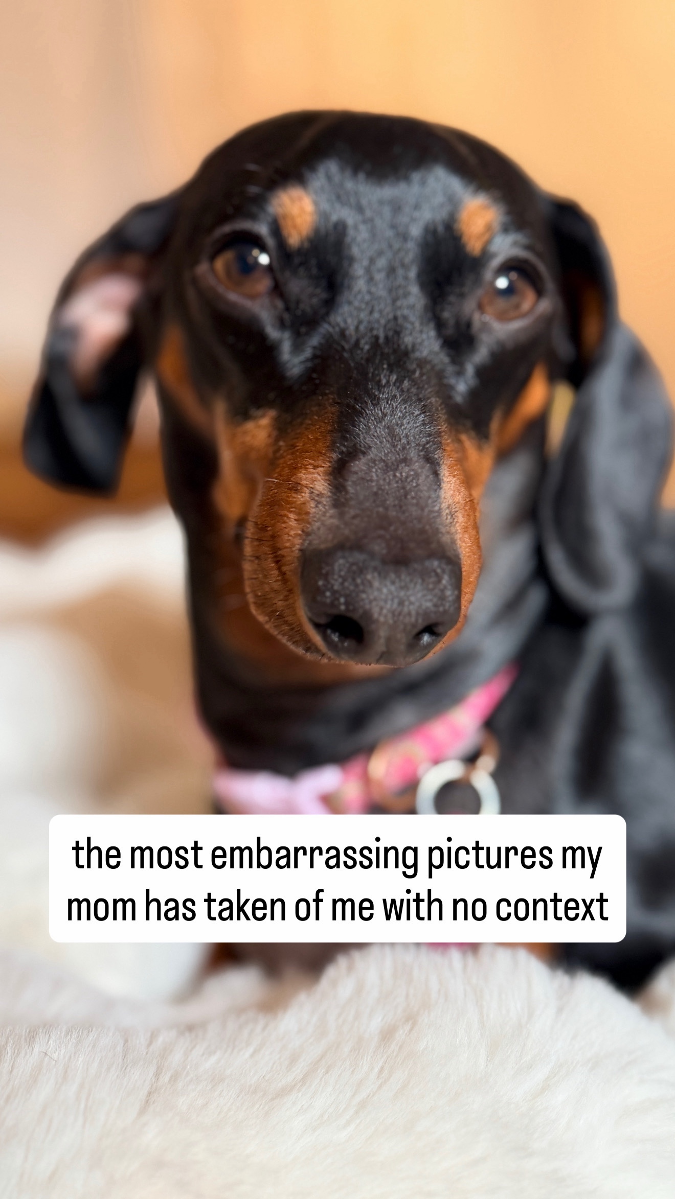 @Penny the Dachshund