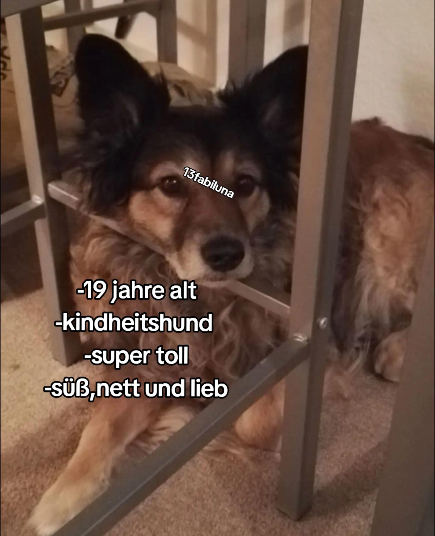 @13fabiluna💗🐶