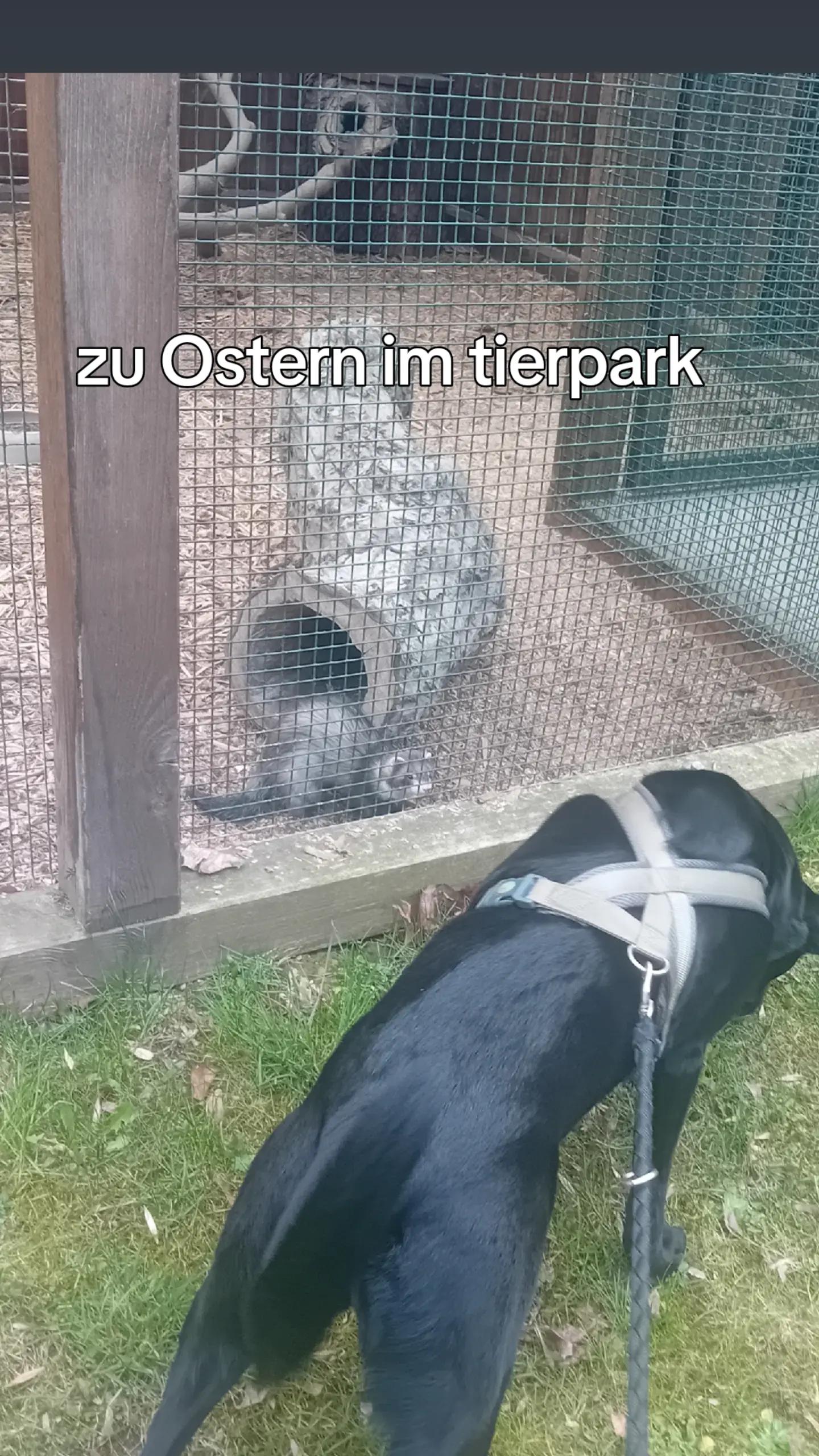 @Hexe Rosi