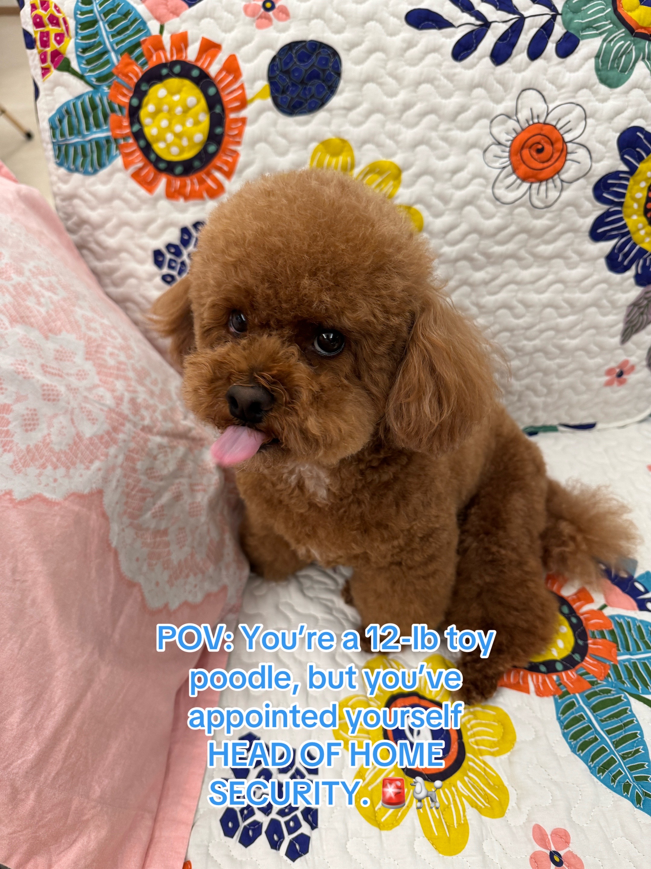@Gizmo🧸