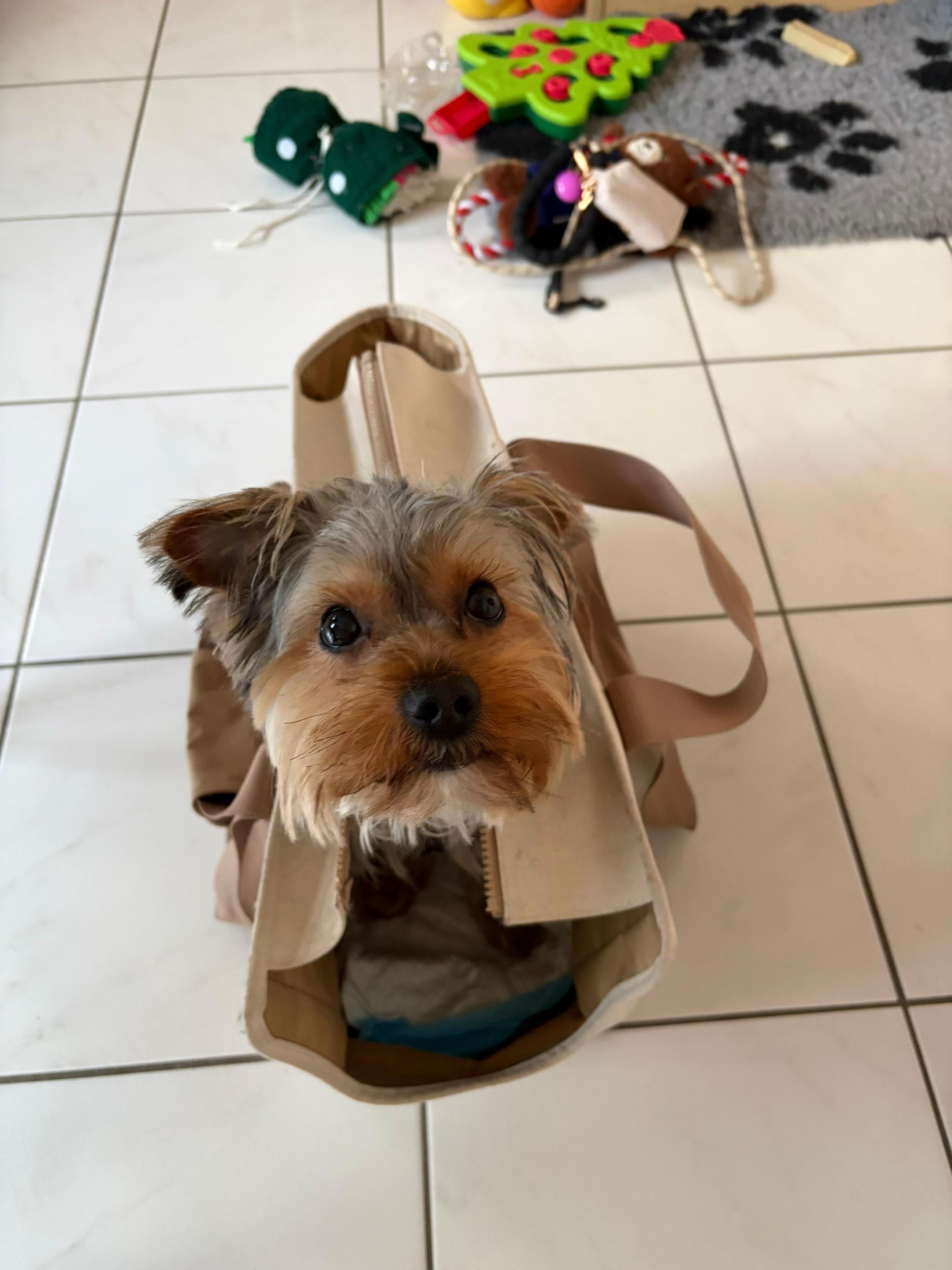 @Benjie the Yorkie