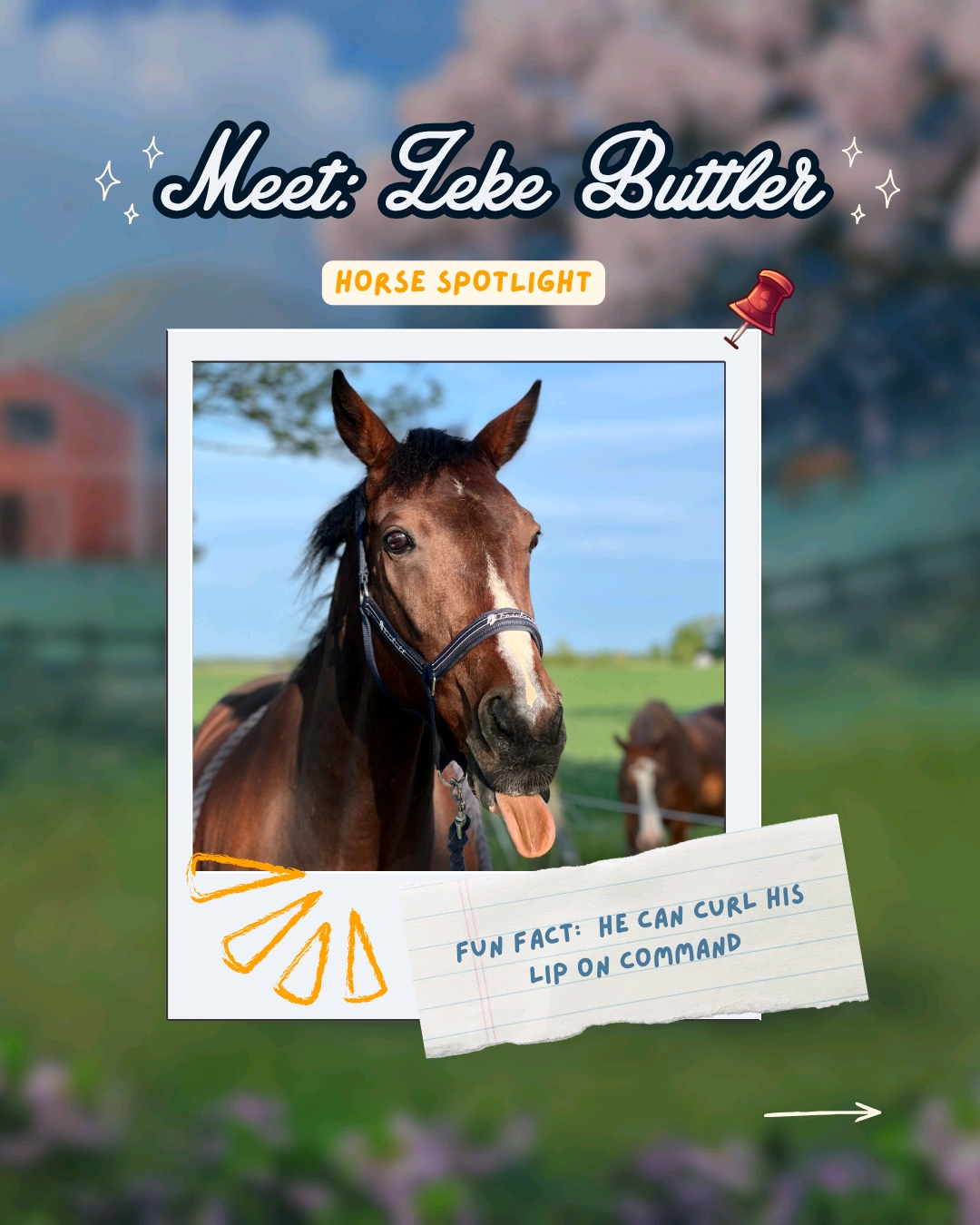 @Horse Reality