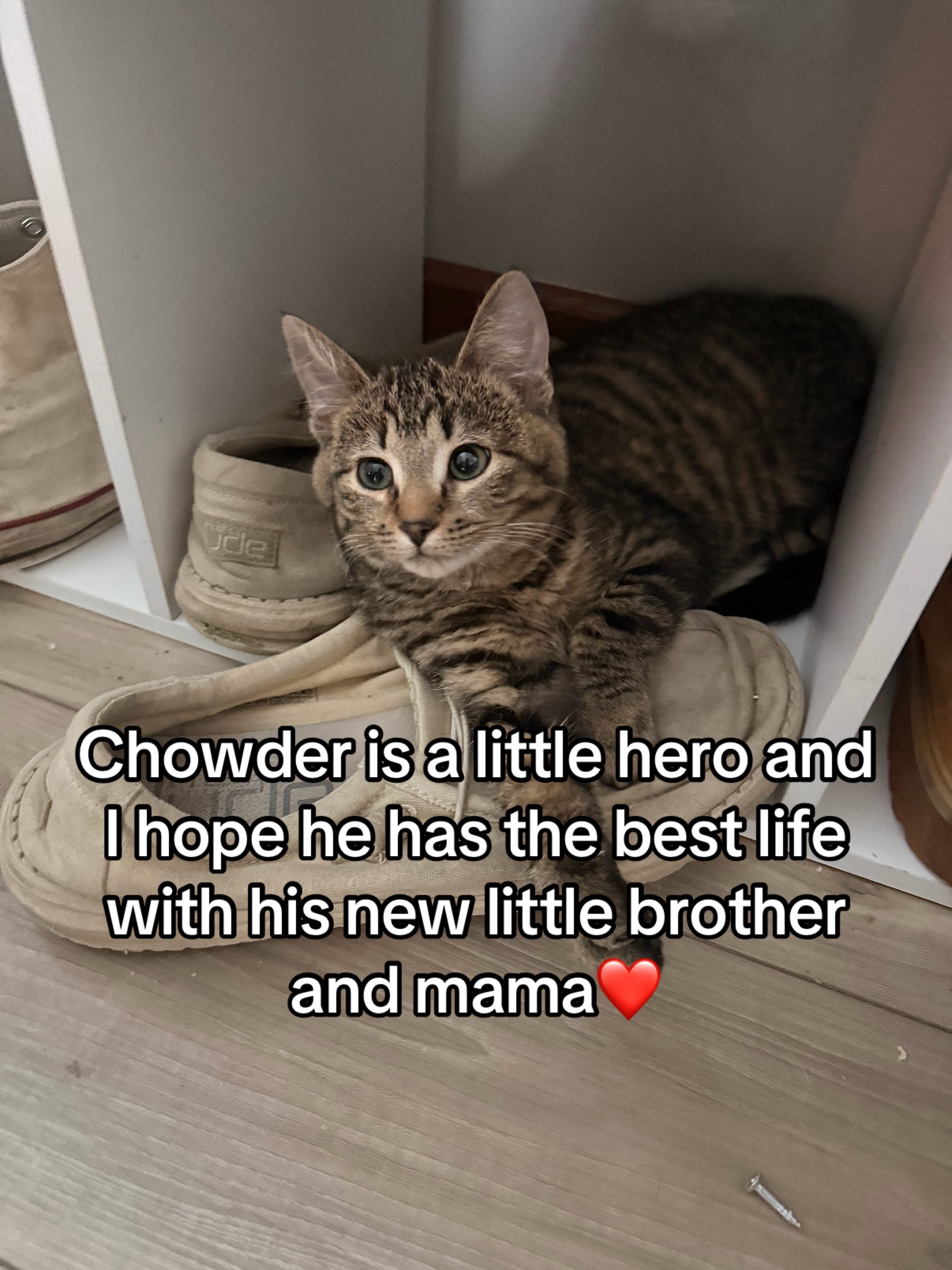@Kovu’s Kitties