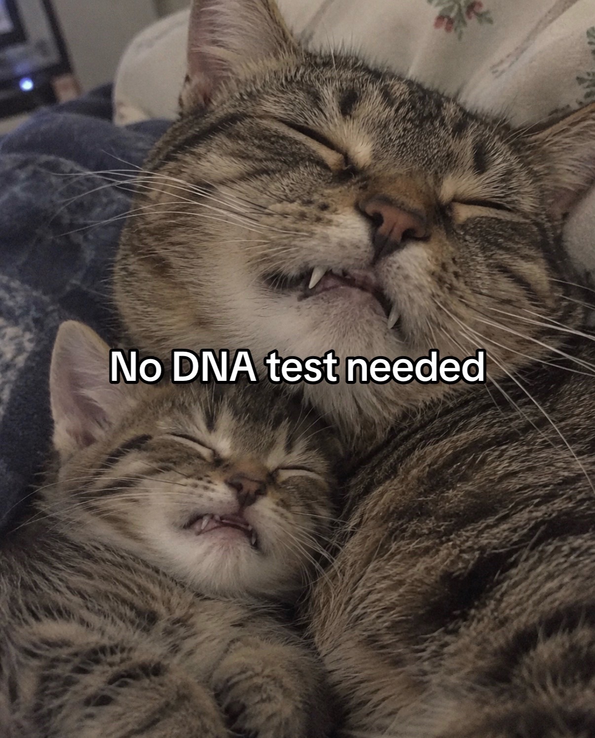 @cat memes