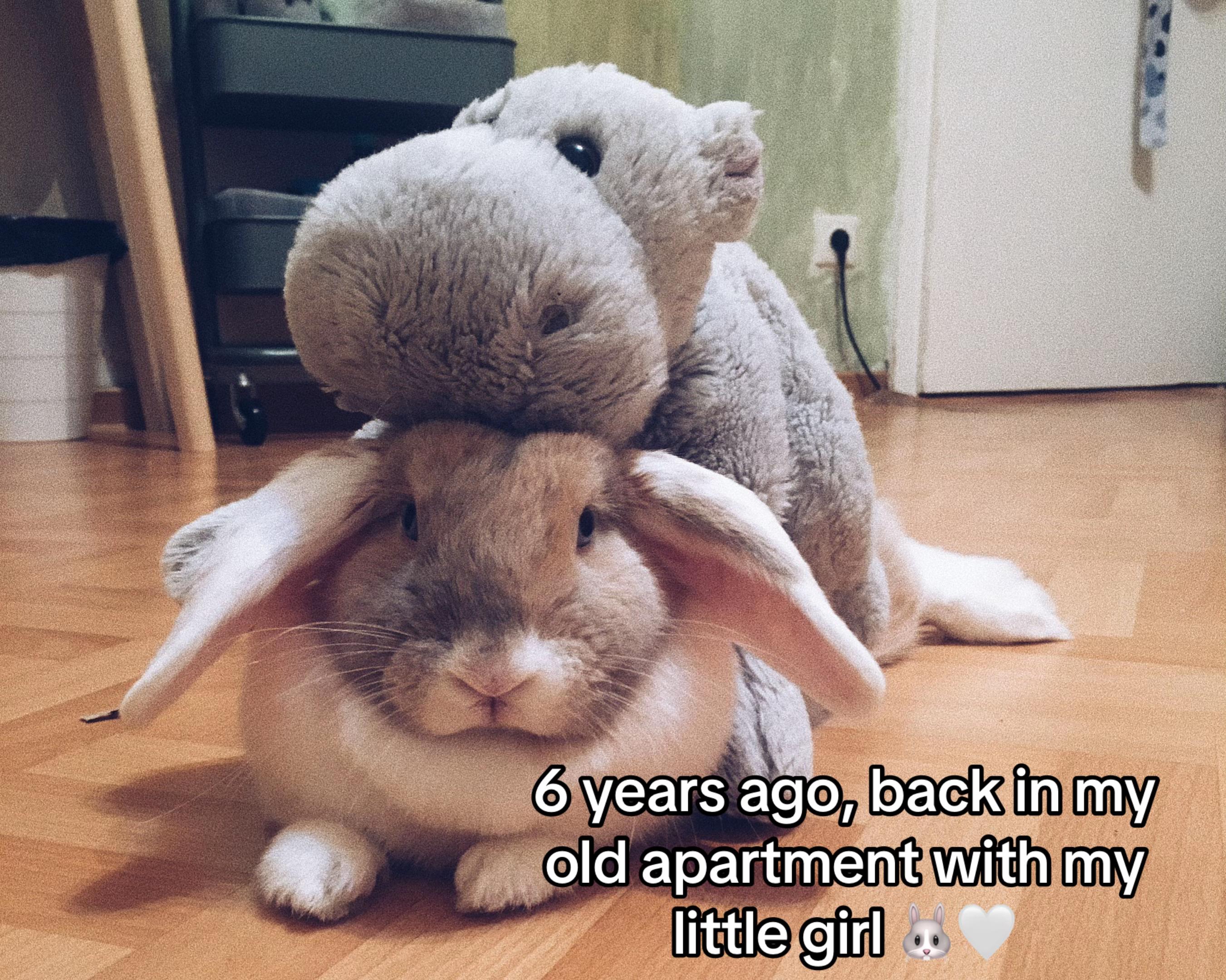@Buns 🐰🐰