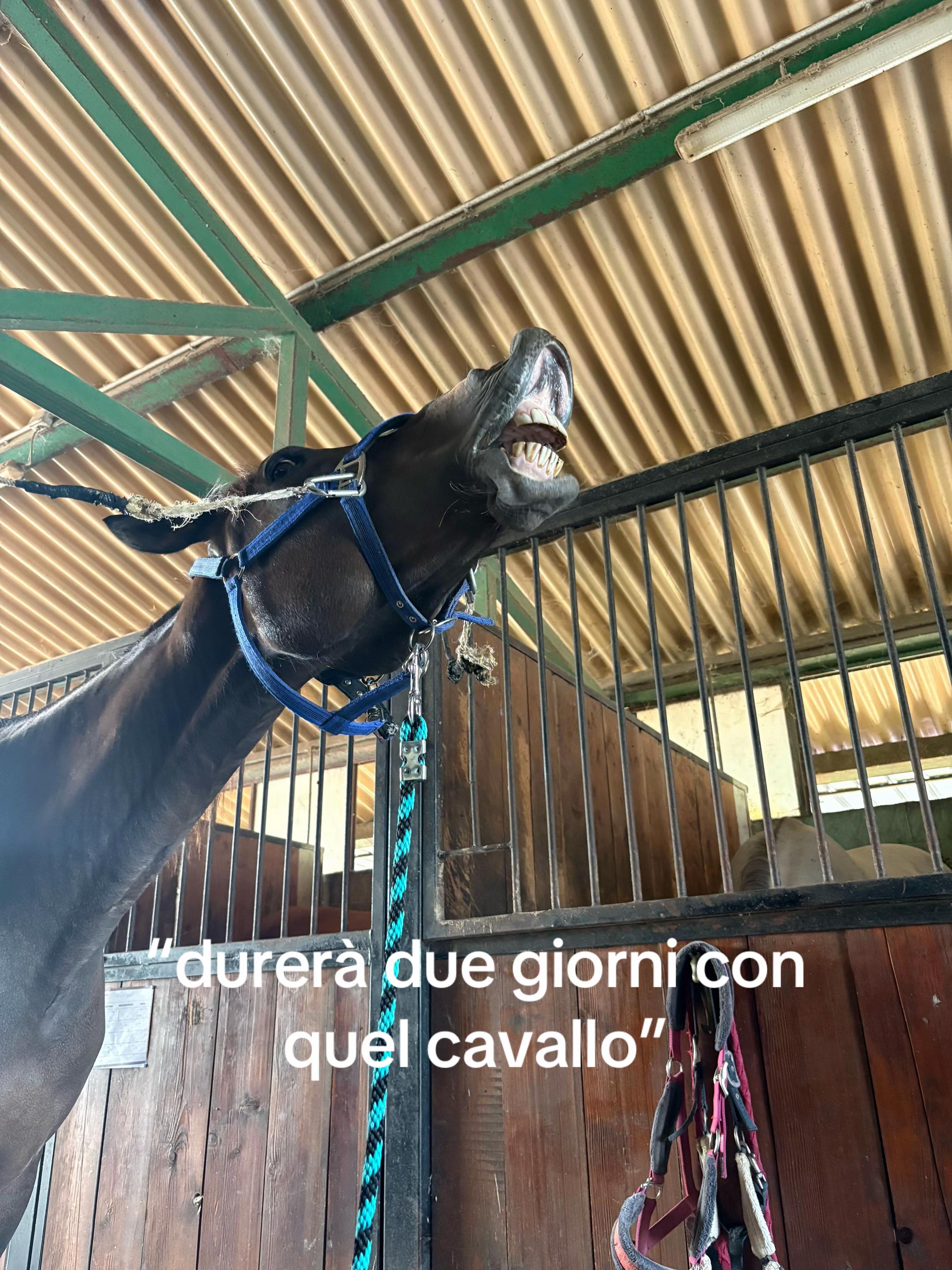 @gin🐐♌️