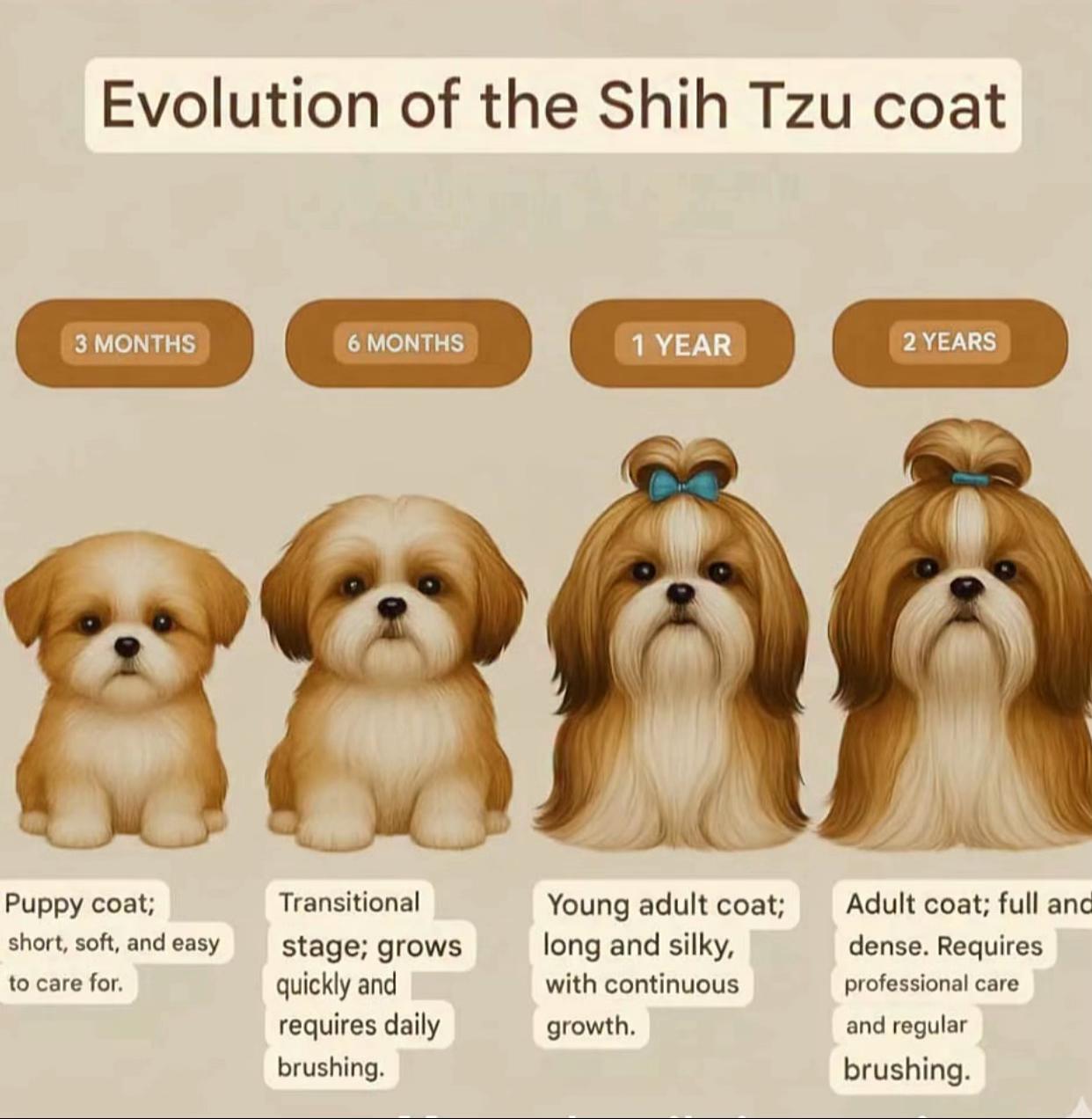 @Teacup Shih Tzu Puppies