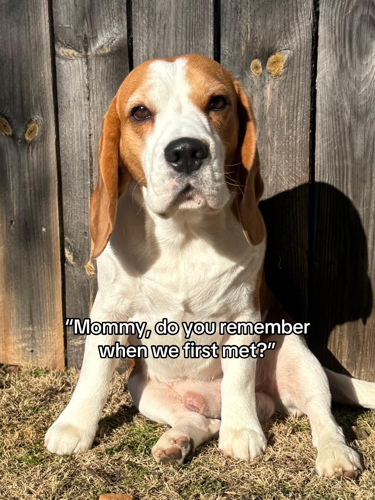 @Bogey the Beagle