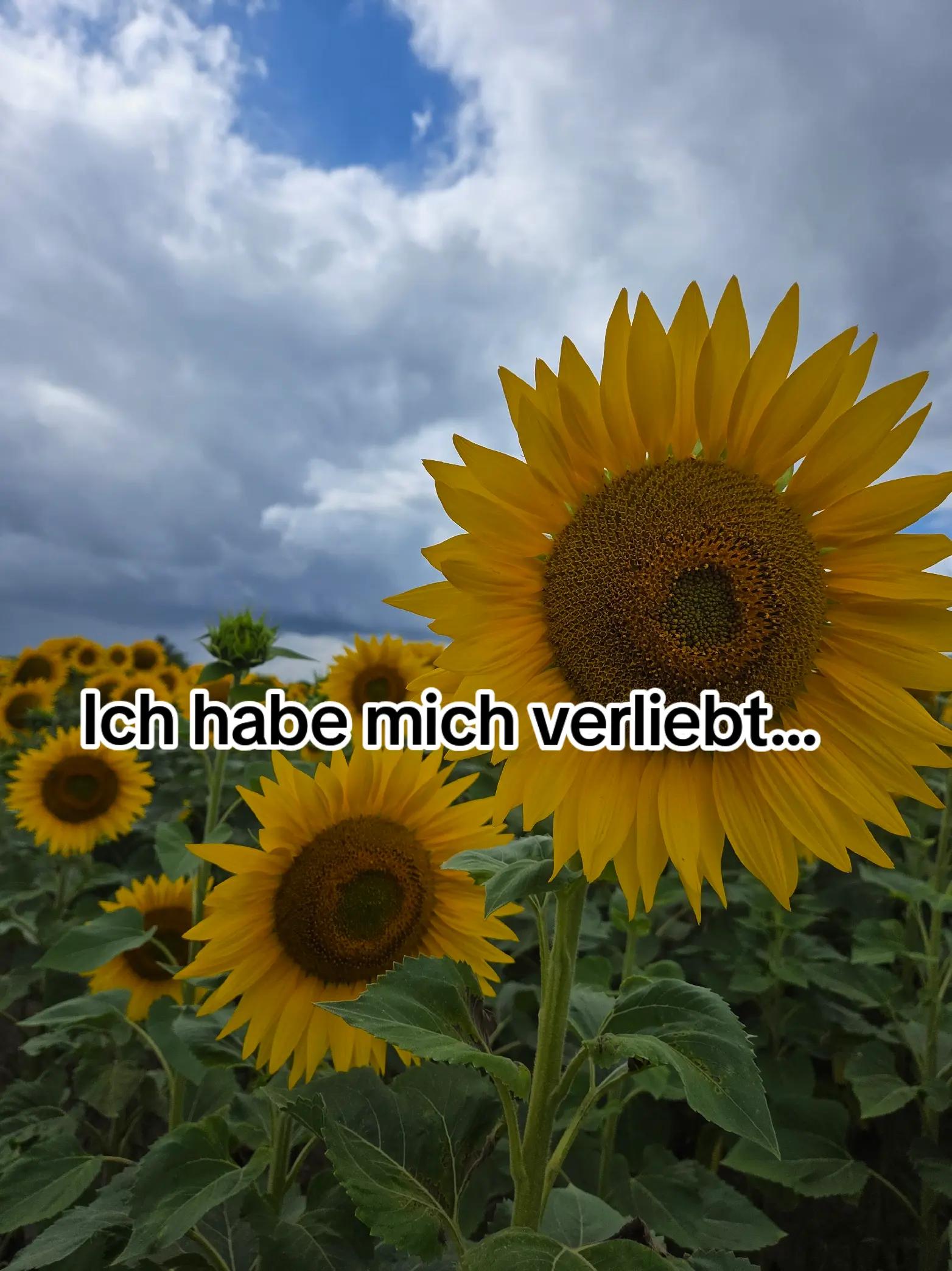 @Mo Ni Weber
