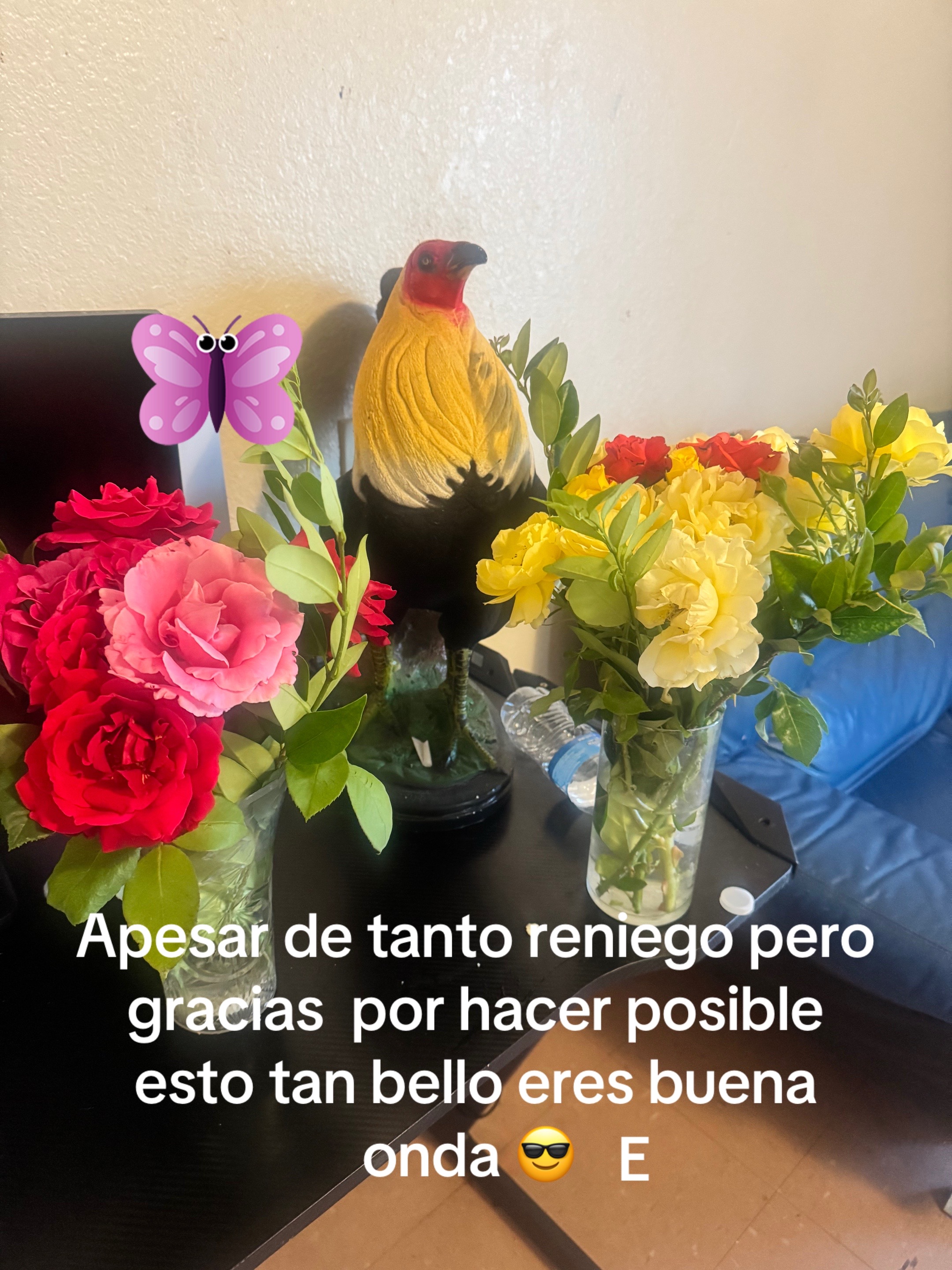 @China | La Coste&ntilde;a 🦋