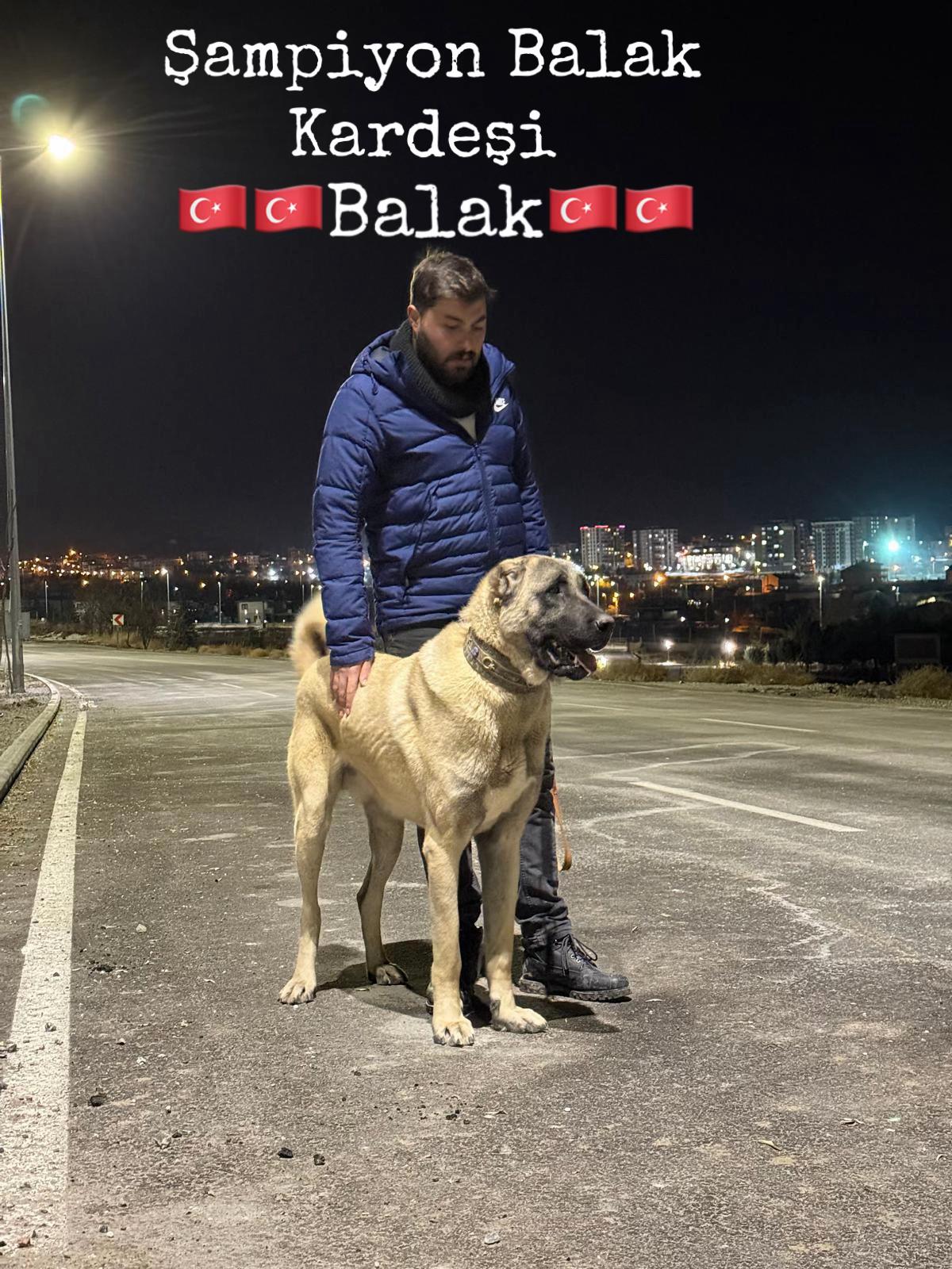 @Sivaslı