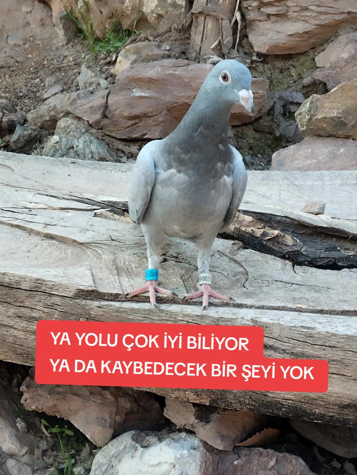 @YARIŞ POSTASI