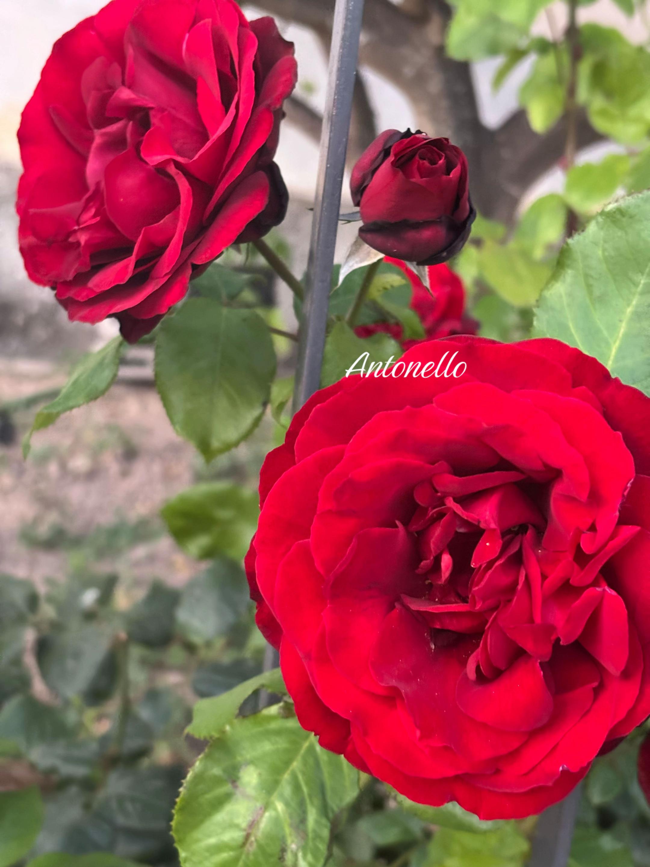 @leone60