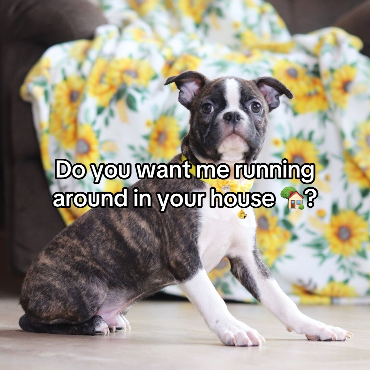 @Boston terriers for adoption