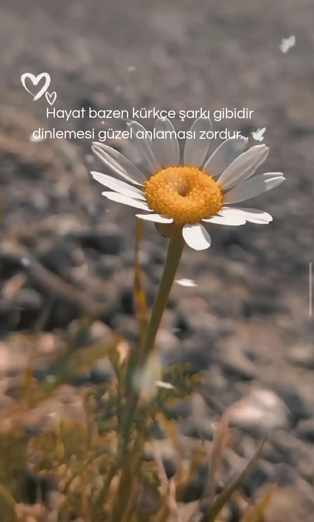 @🍀☀️⋆X⋆Ë⋆Ź⋆Ä⋆Ļ⋆☀️🍀