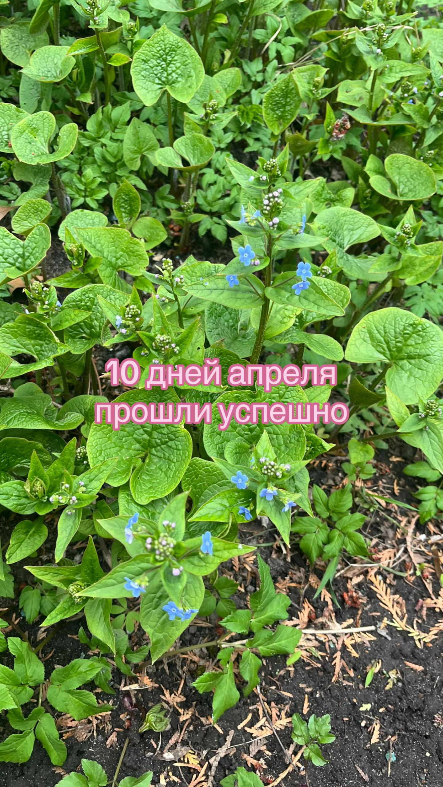 @маплова