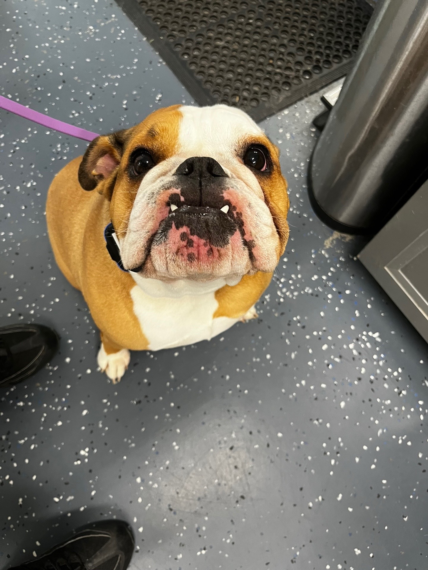 @Jay TheDog Trainer