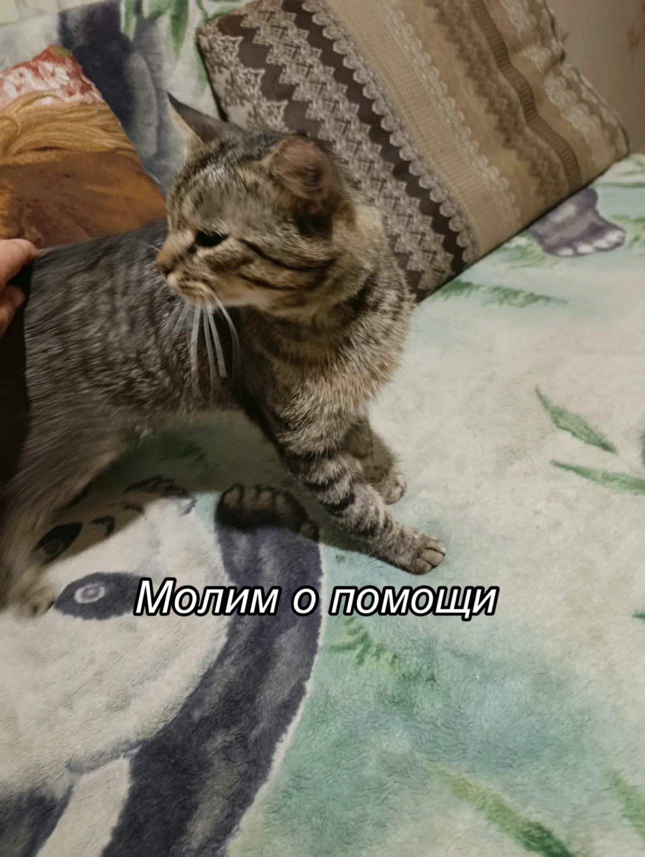 @Приют Потеряшка