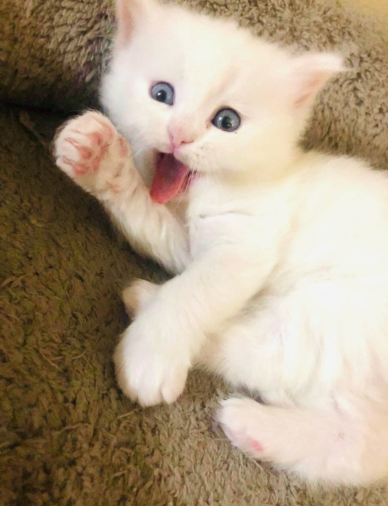 @PersianKitten