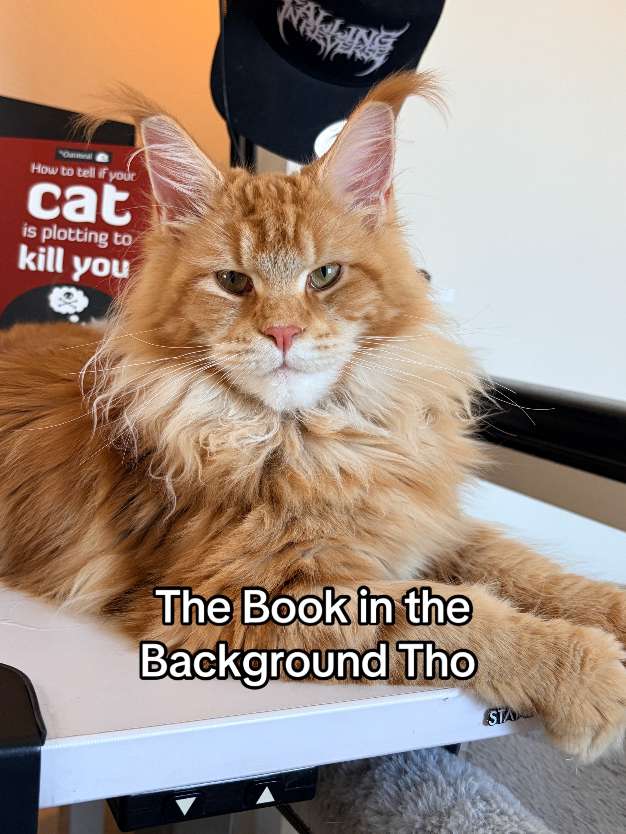 @Sassy Koonz Luxury MaineCoons