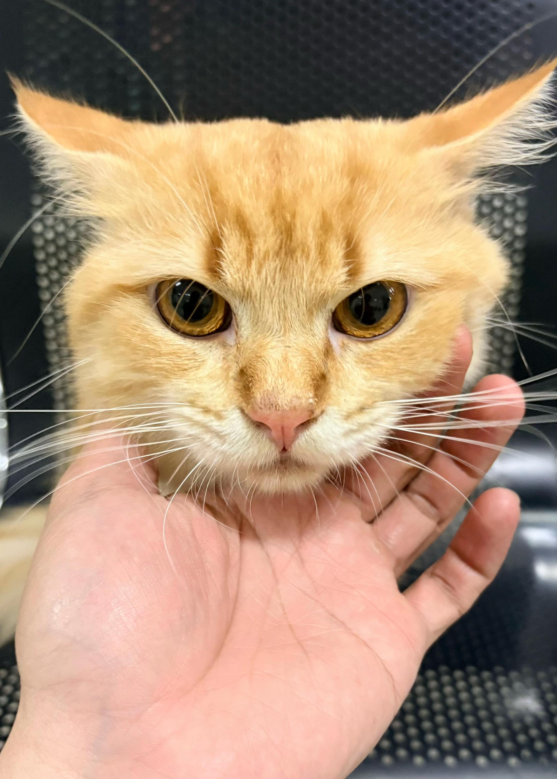 @TheCatFather