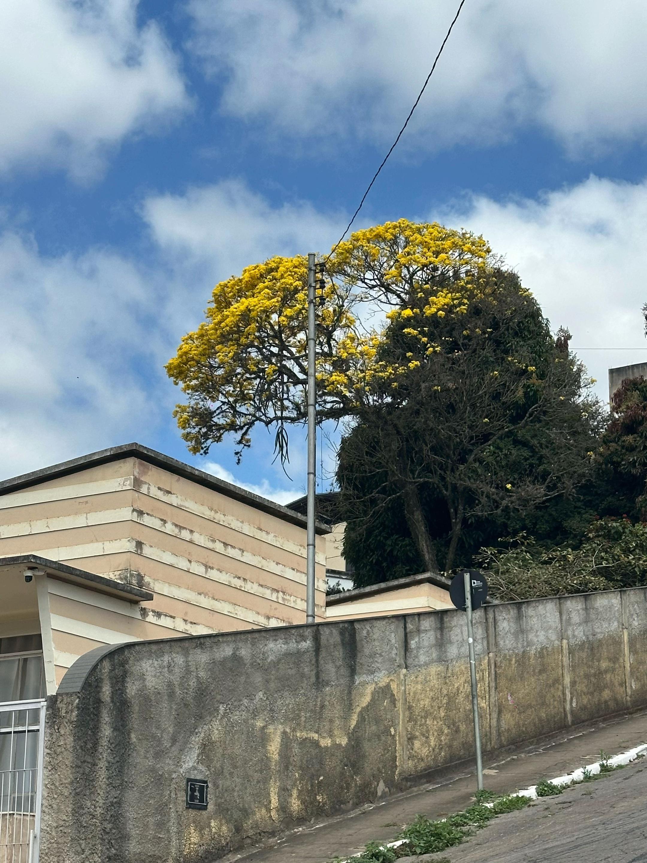 @Leca Sacramento (escorpião )