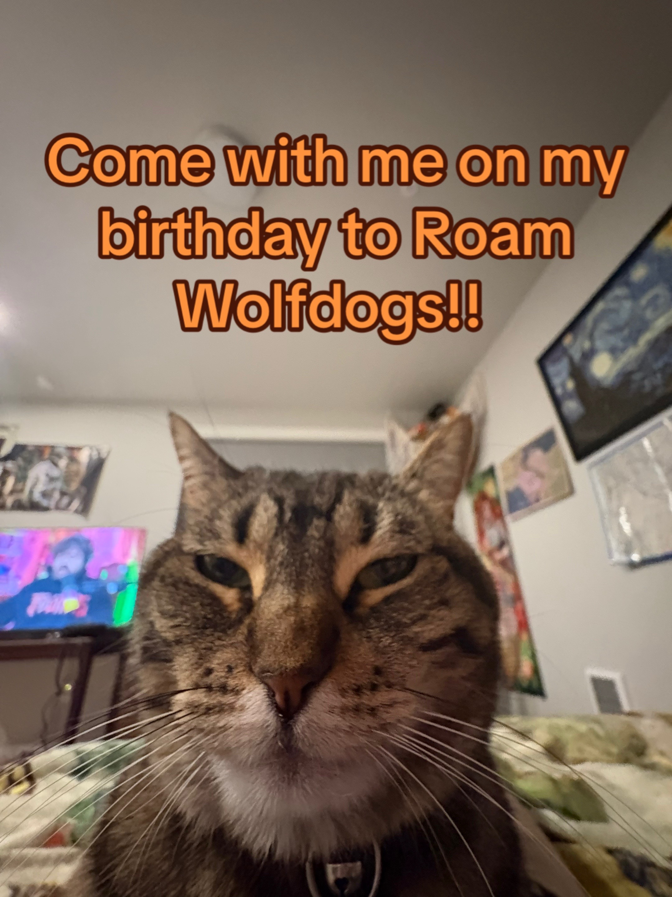 @vellgawolf
