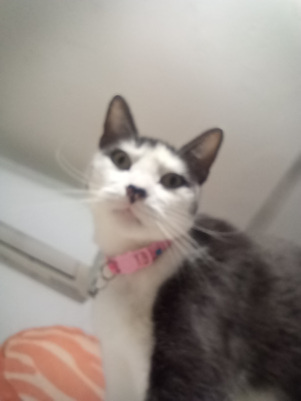 @Noobsito - Cat
