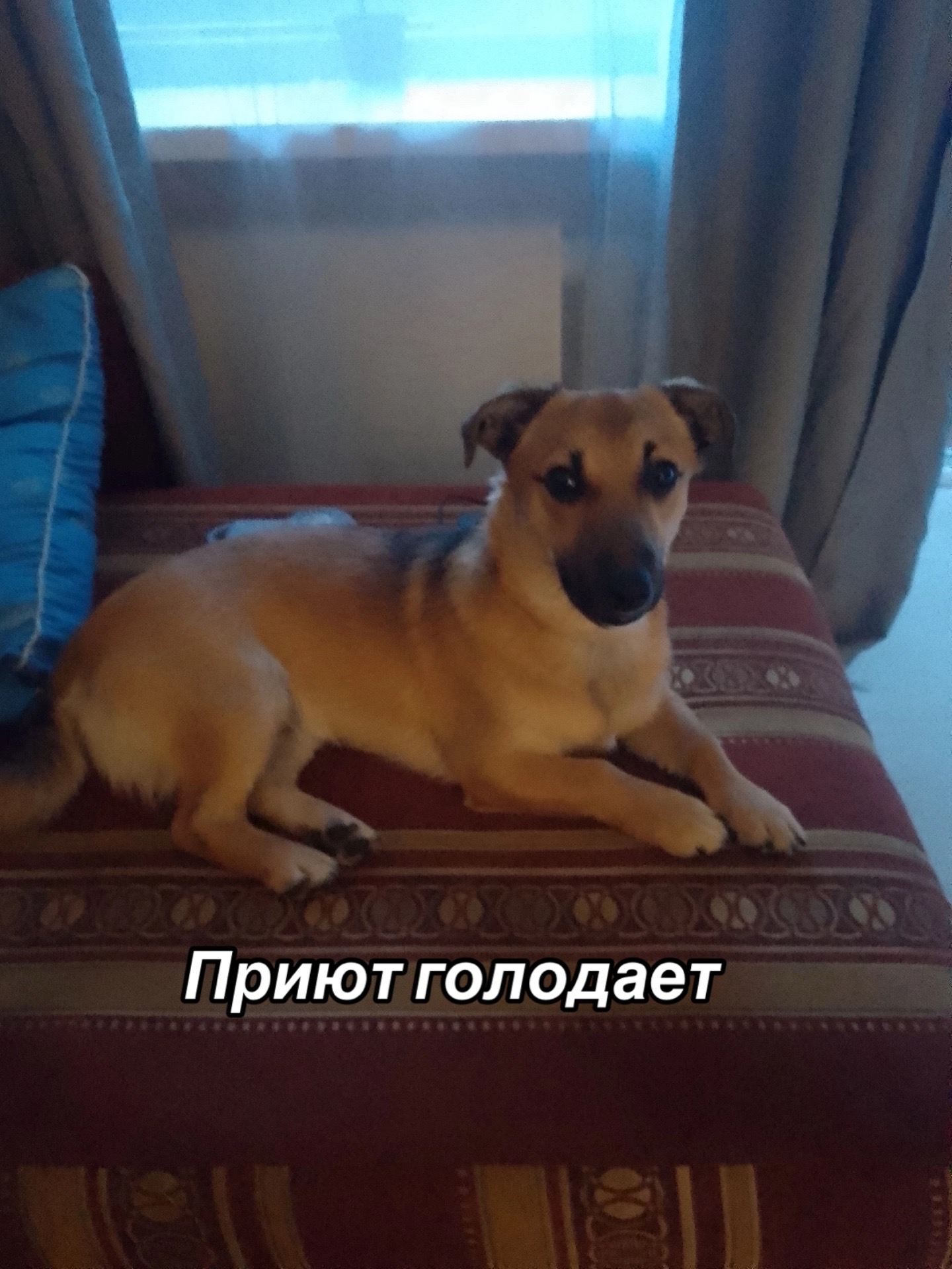 @Приют для животных Потеряшка