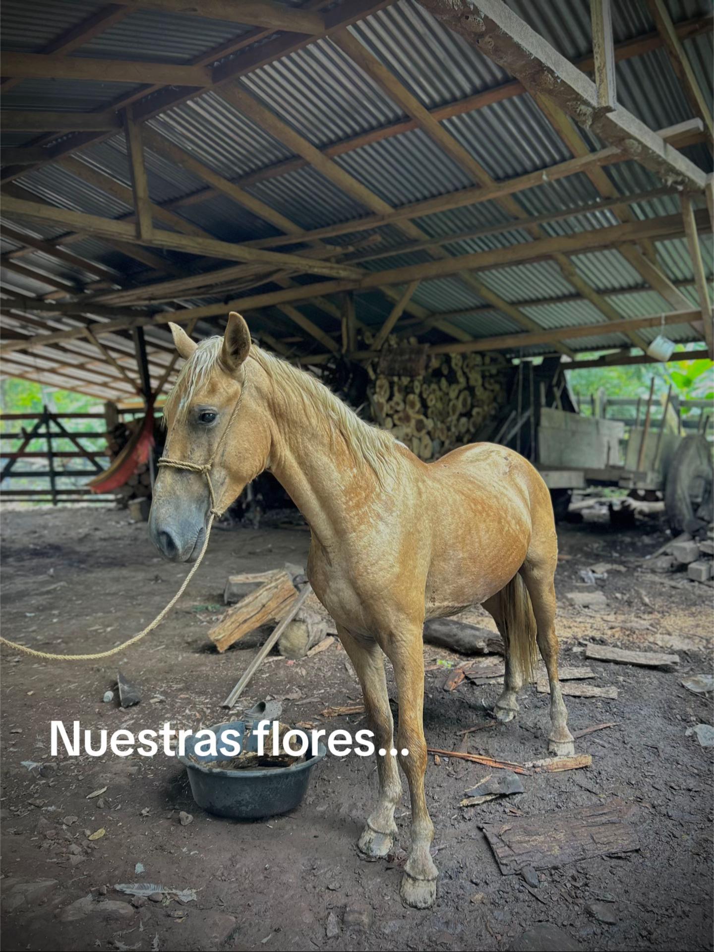 @Adolfo Díaz🤠