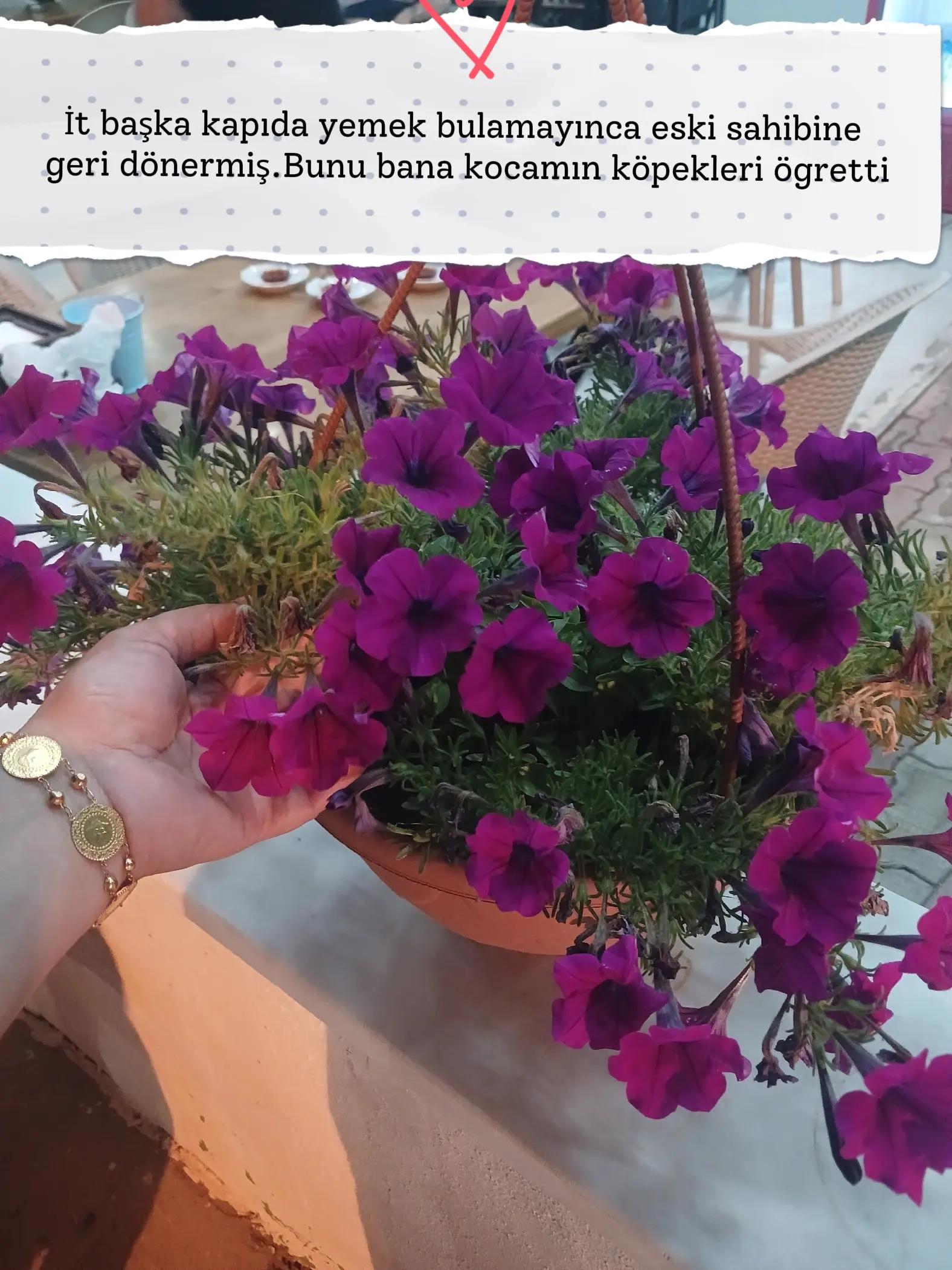 @Meryem ŞİMŞEK