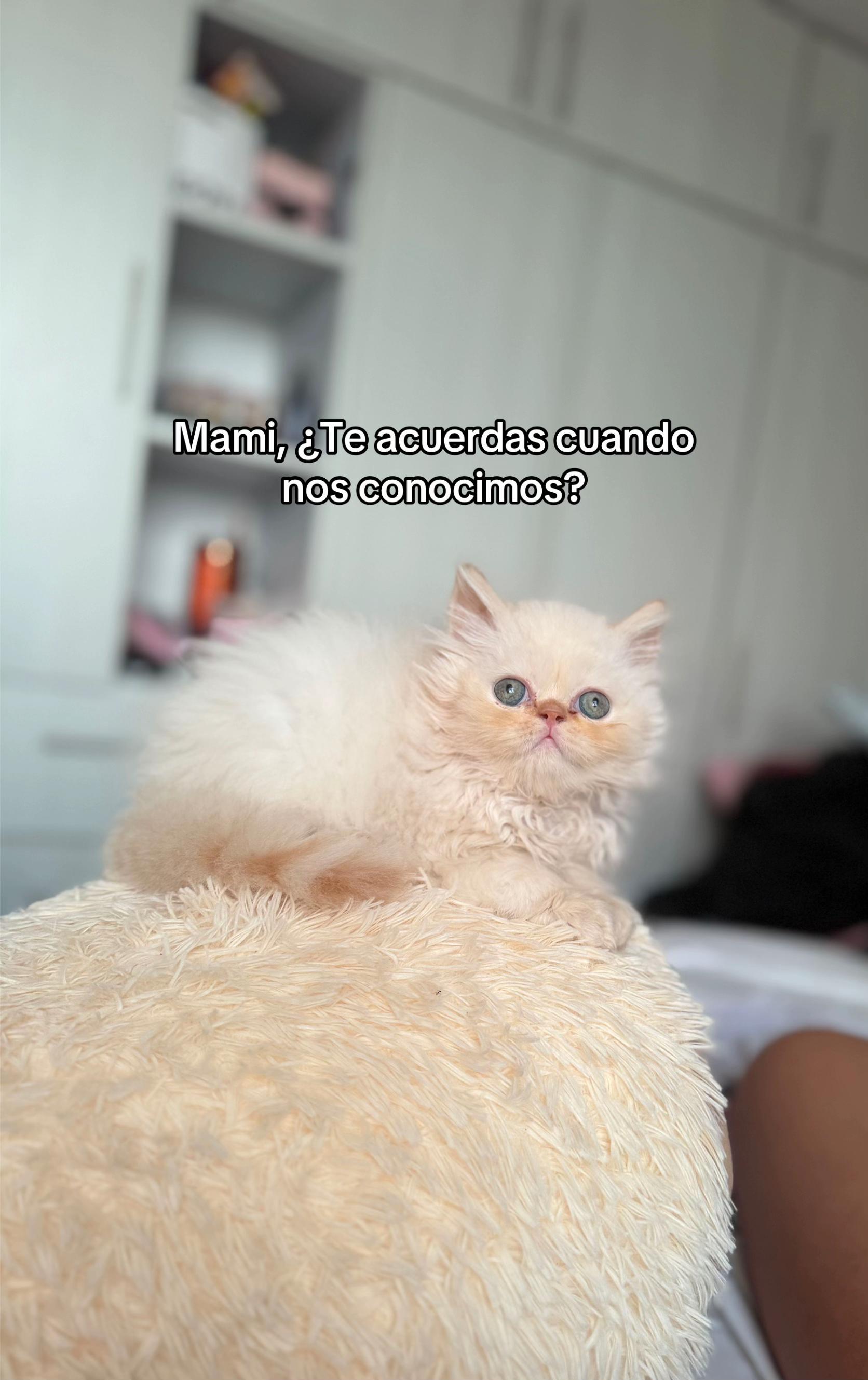 @⚡️👑𝐏𝐀𝐔𝐋𝐀 𝐃𝐈𝐀𝐙🦁⚡️