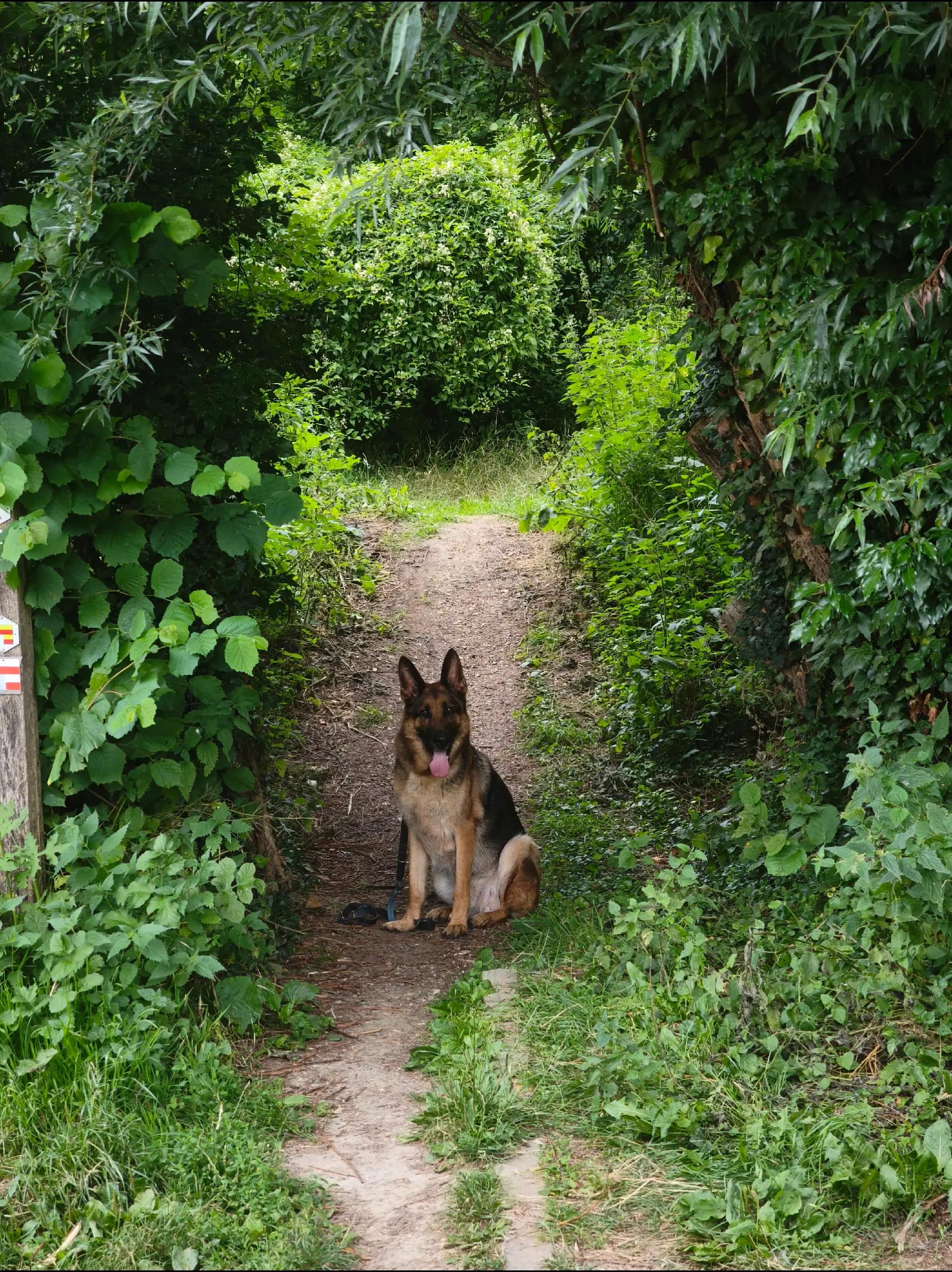 @paarden&hond