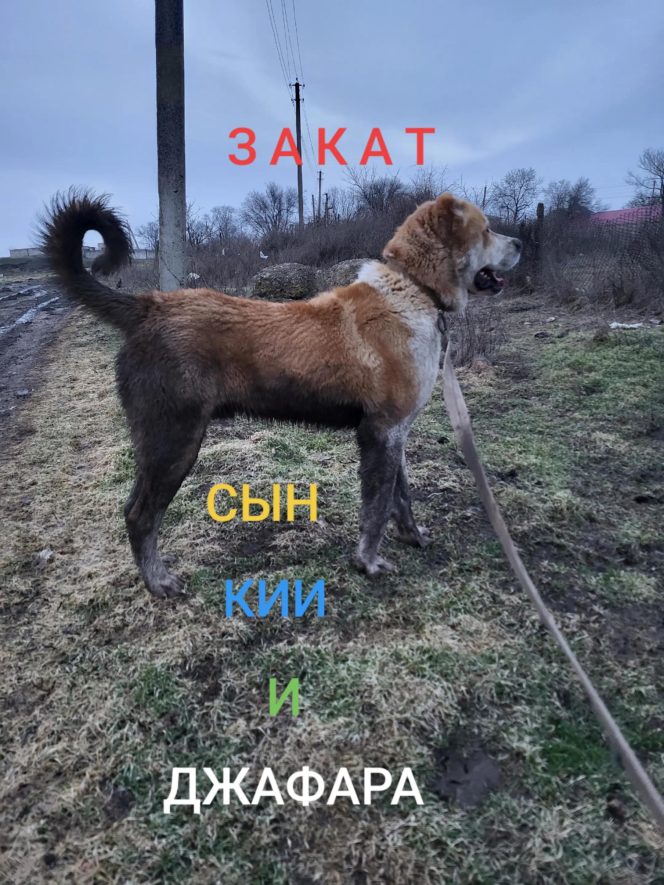 @А Х И Л Л Е С