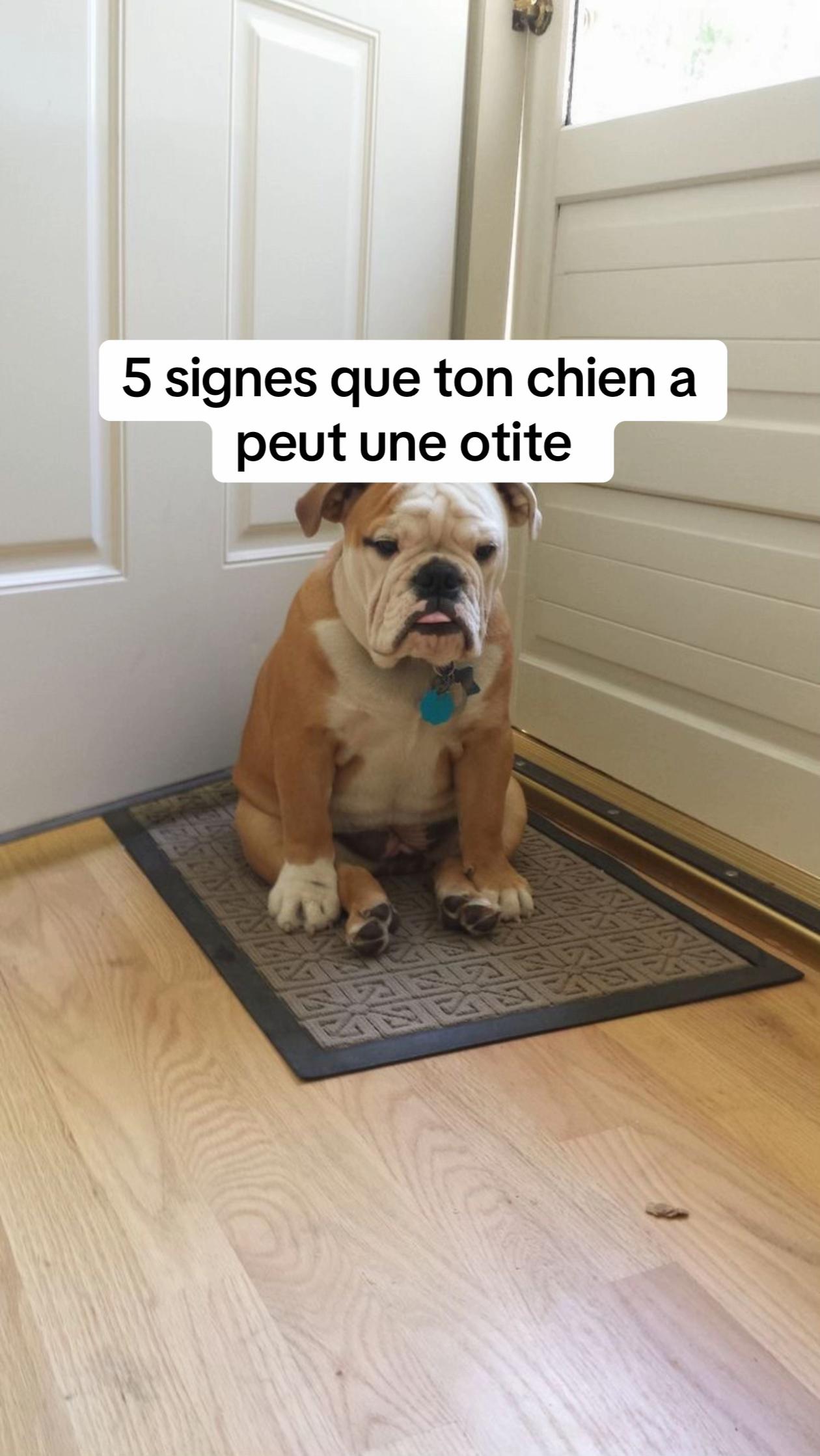 @Sunny Le Frenchie 🐾🌞