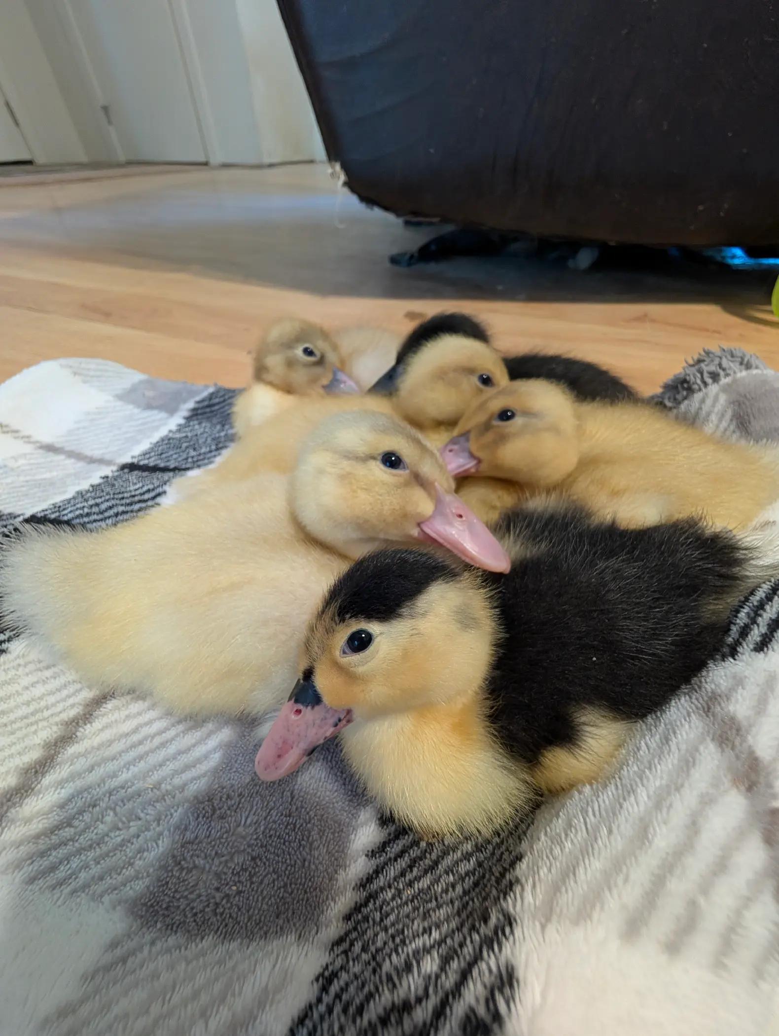 @Mother Duckers Homestead