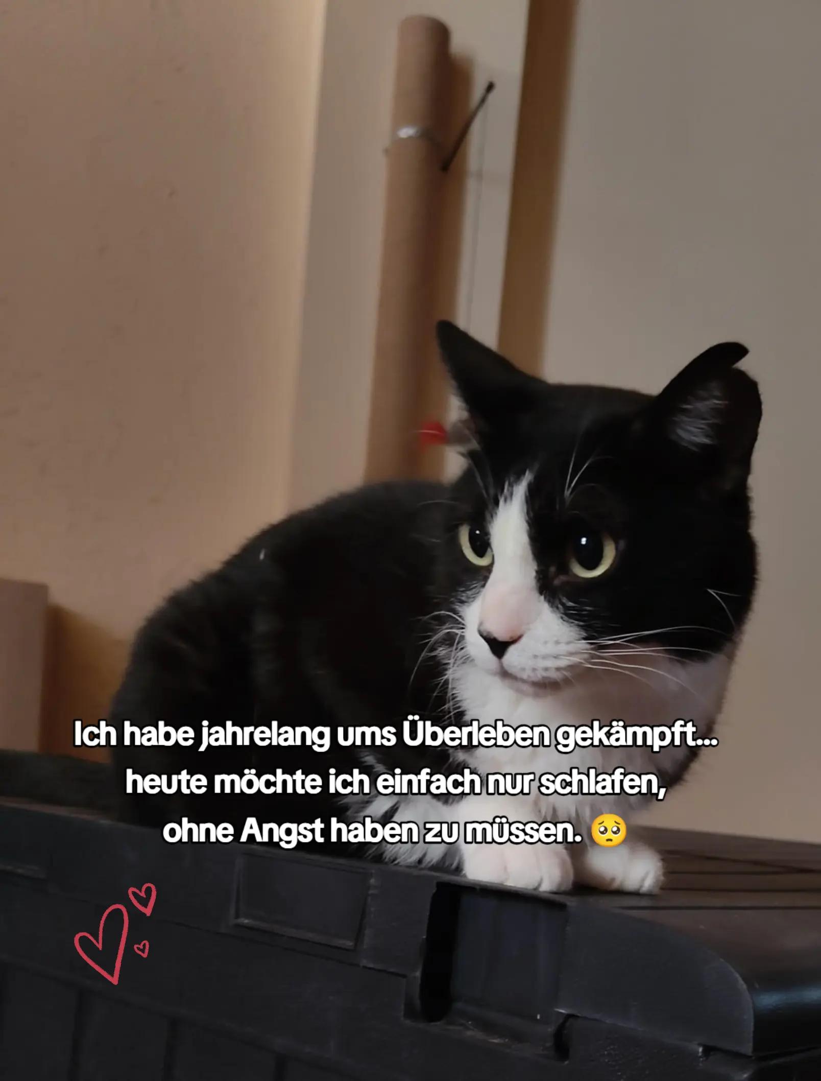 @Katzenblicke e.V.
