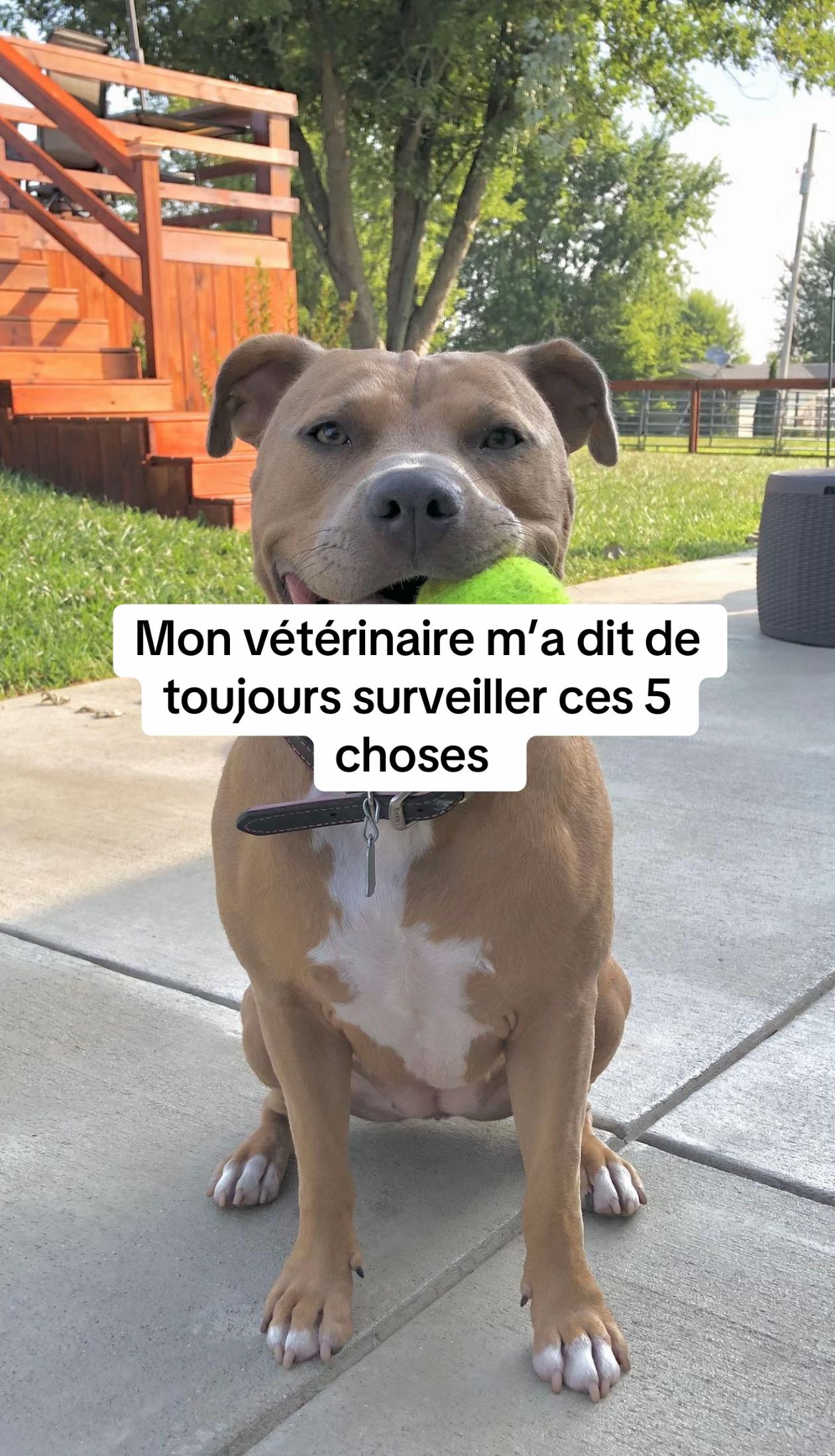 @Sunny Le Frenchie 🐾🌞