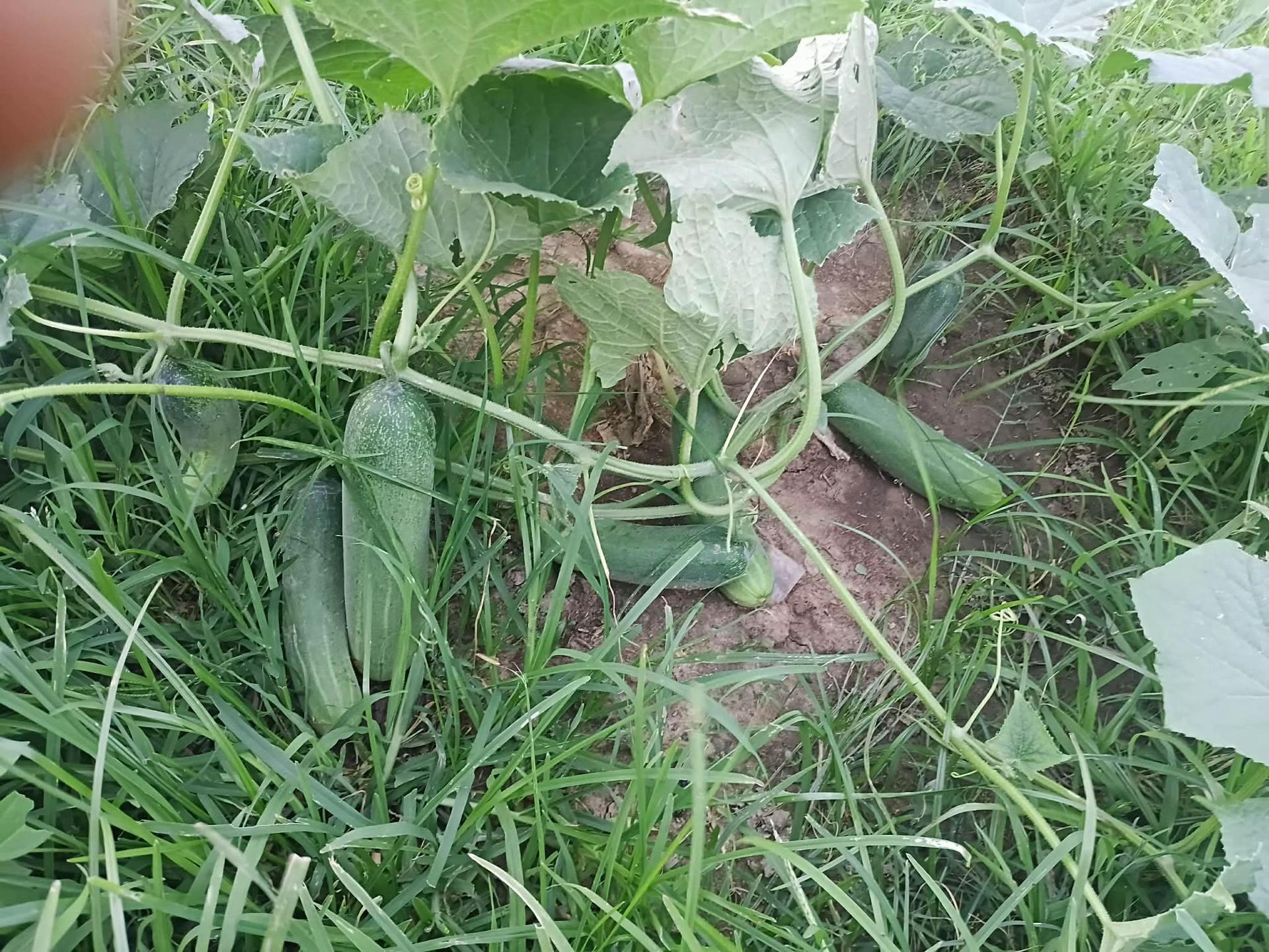 @Ramkushwaha108