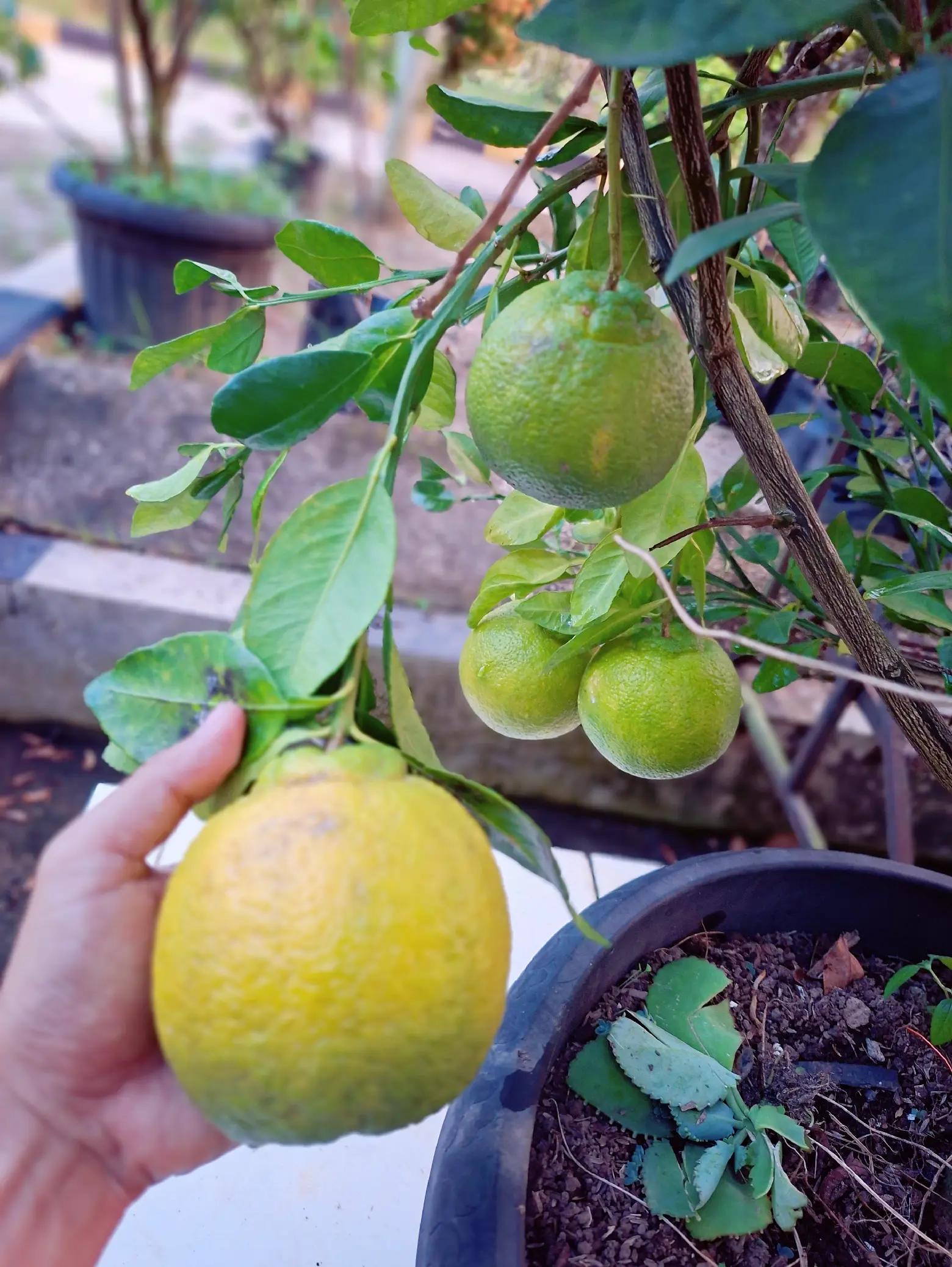 @Chenny.Garden
