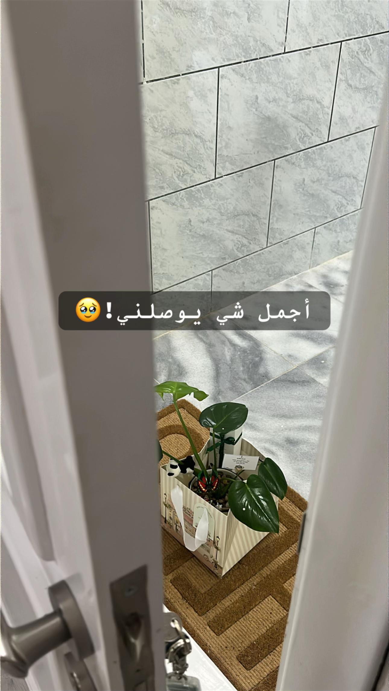 @لوسيـدا-الباحة🪴