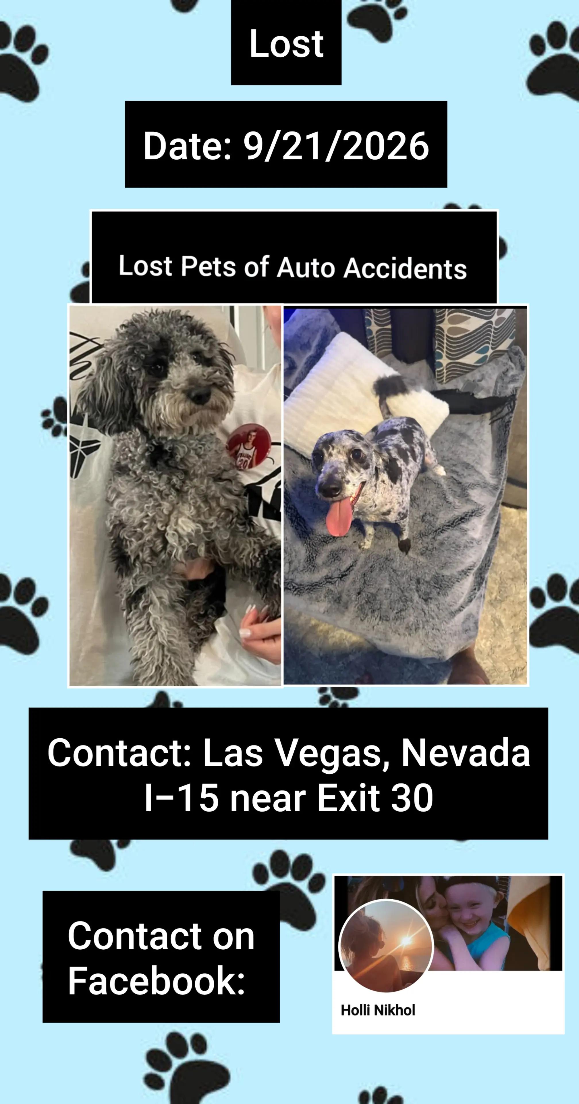 @Lost Pets of Auto Accidents
