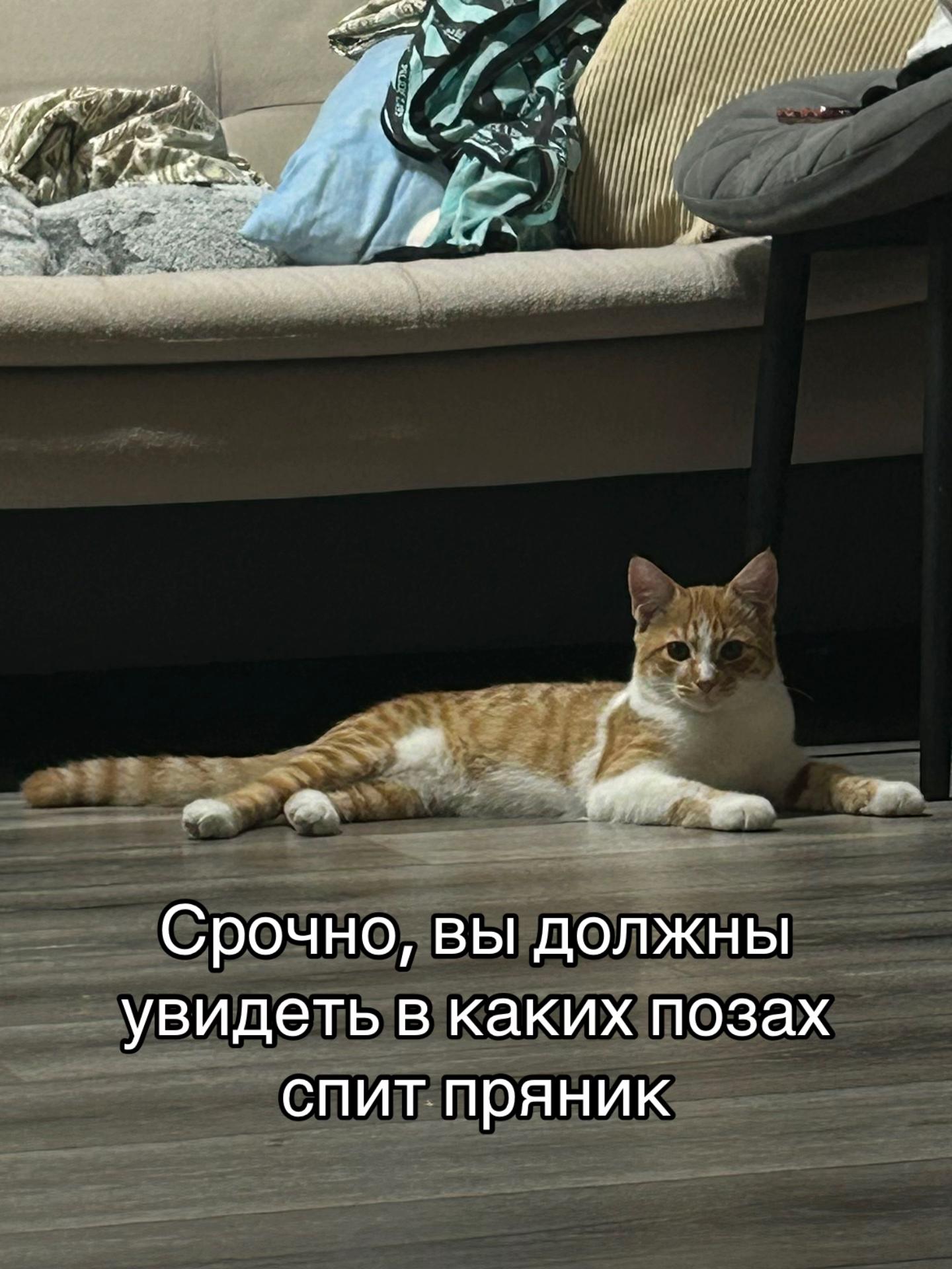 @Пшеница
