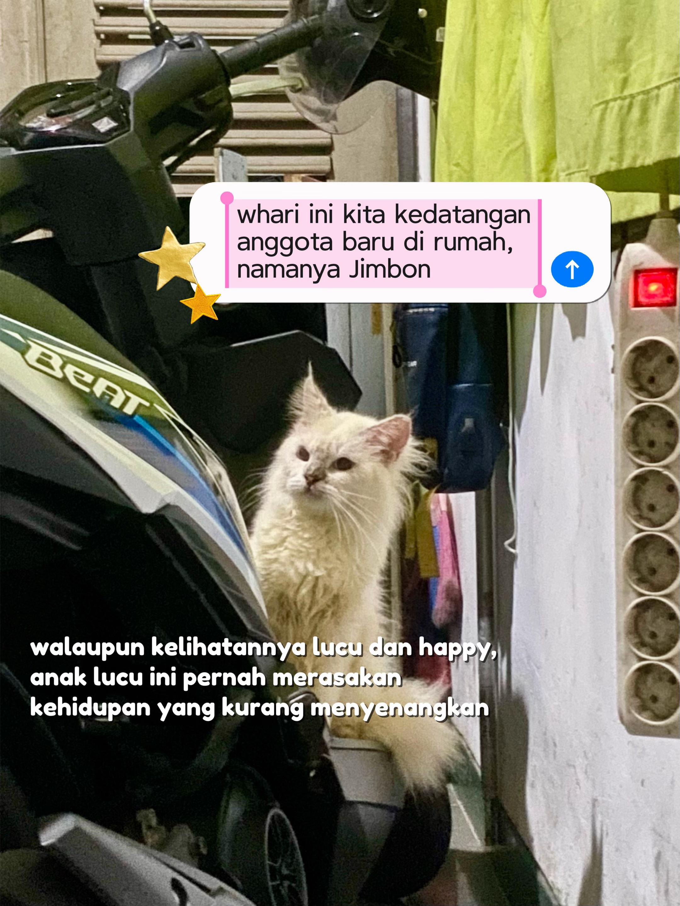 @kucingnyalingga🍉